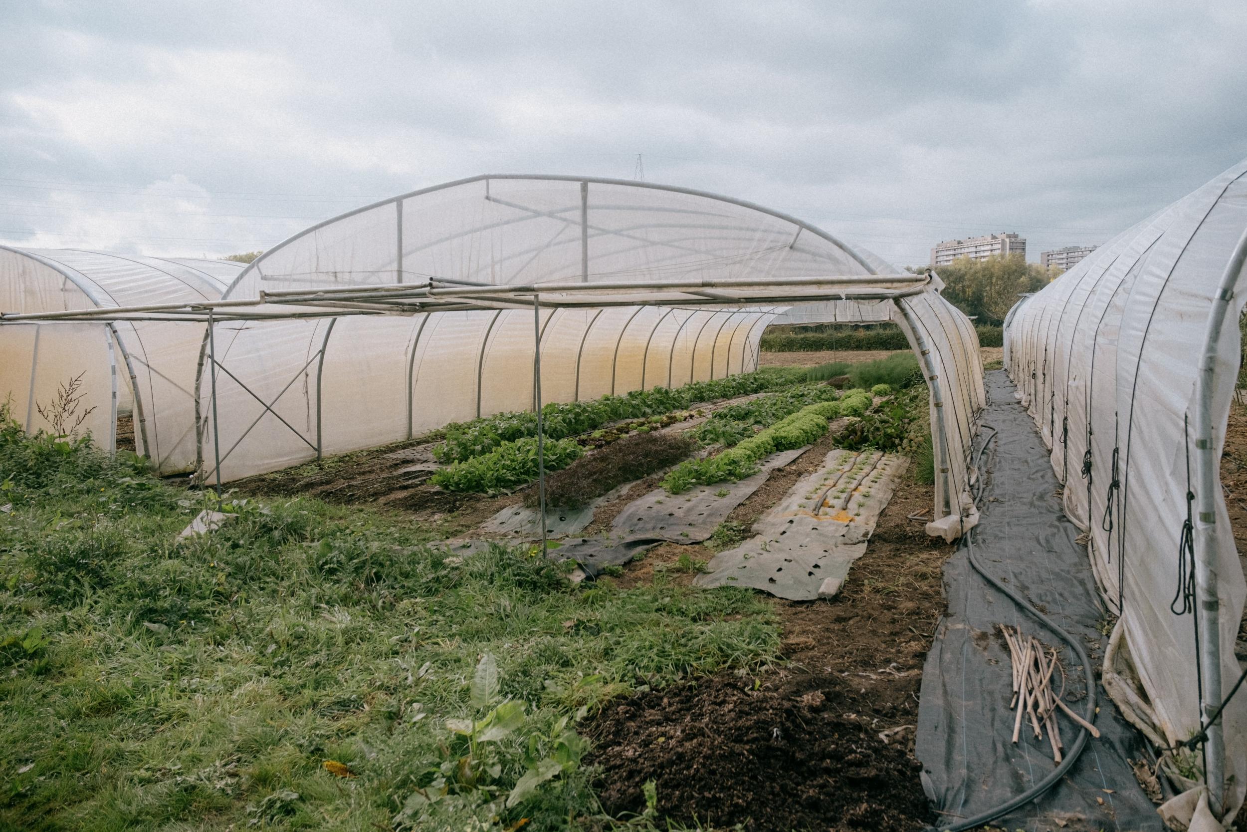Initiez-vous à la permaculture avec Sonia - Image n°13 - Wecandoo