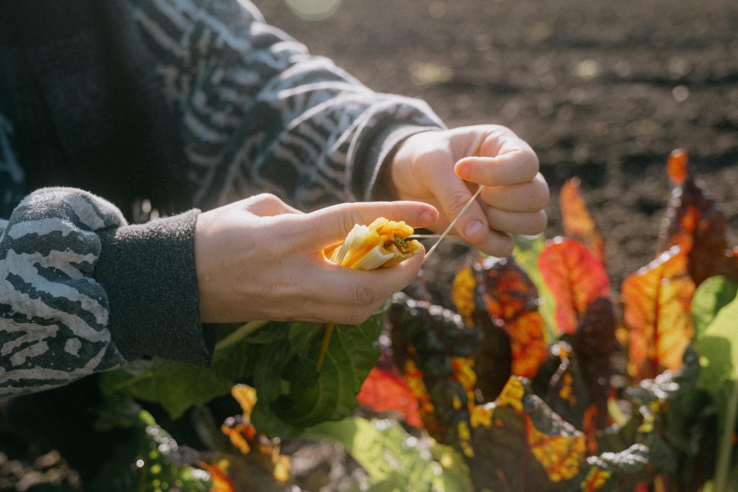 Initiez-vous à la permaculture avec Sonia - Image n°6 - Wecandoo