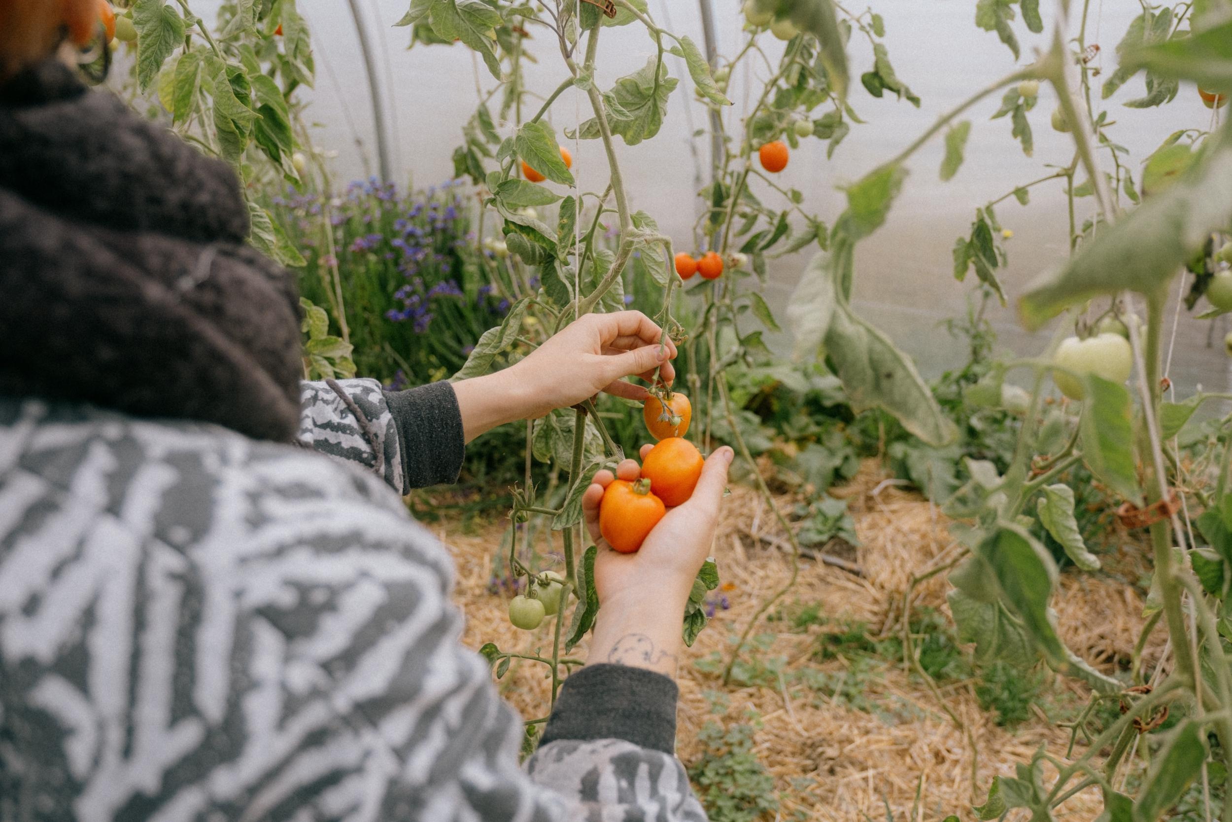 Initiez-vous à la permaculture avec Sonia - Image n°2 - Wecandoo