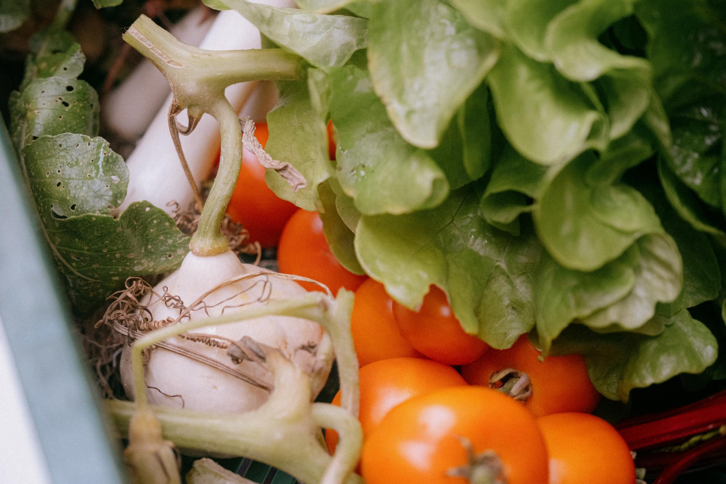 Initiez-vous à la permaculture avec Sonia - Image n°1 - Wecandoo
