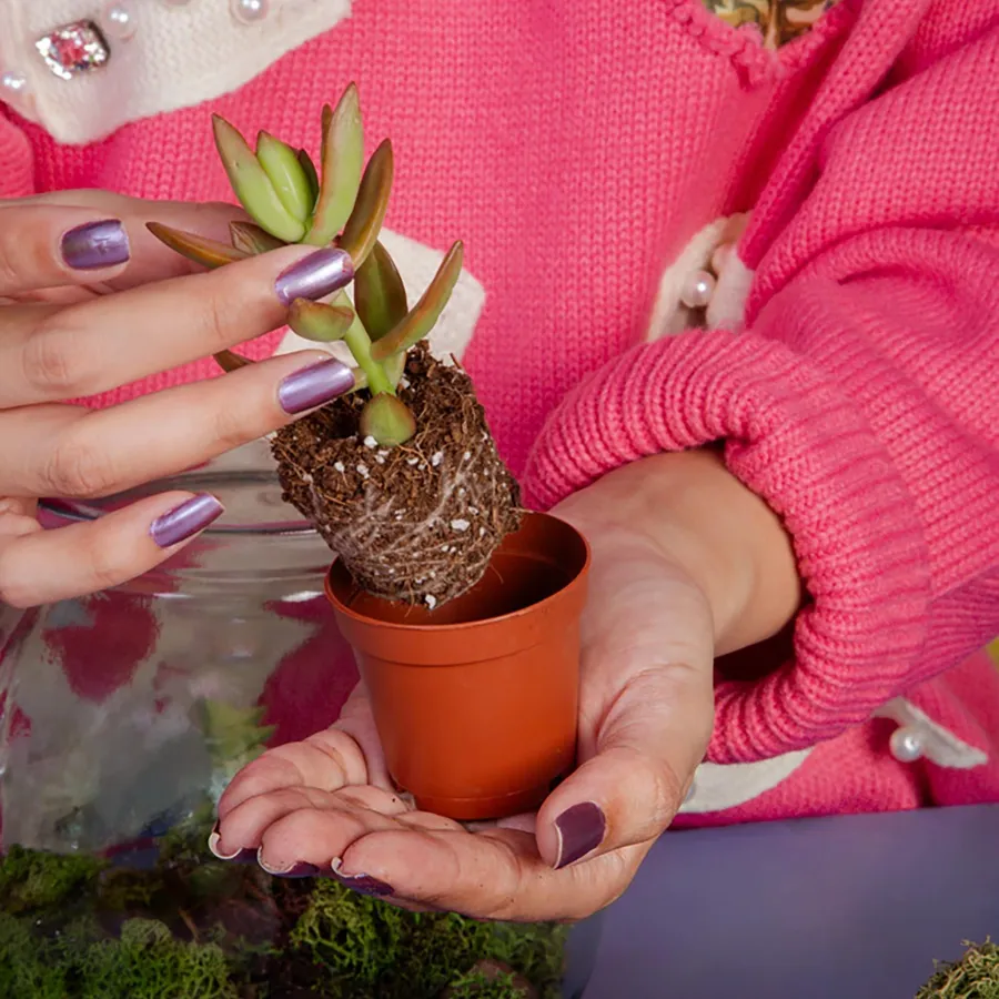 Réalisez votre terrarium autour d'un café avec Marie et son équipe - Image n°1 - Wecandoo