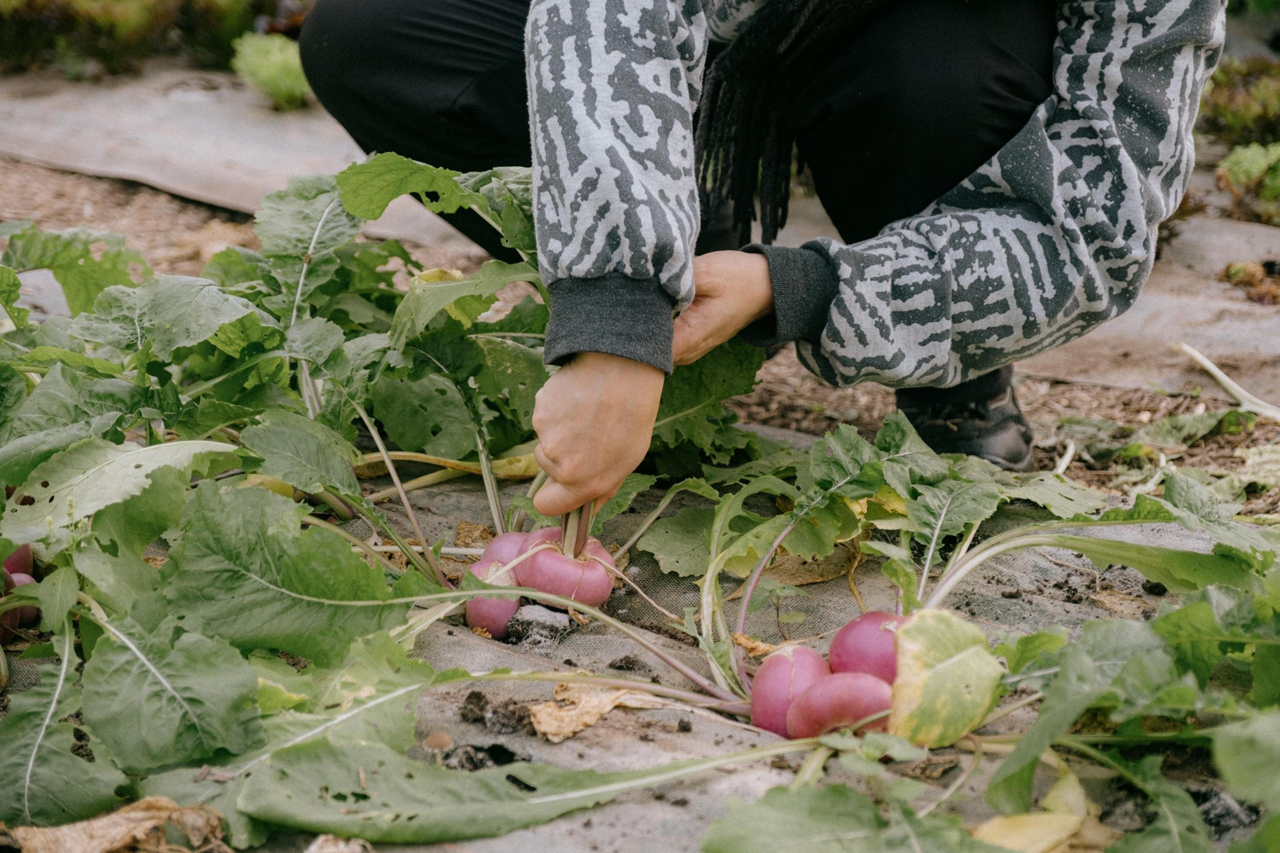 Initiez-vous à la permaculture avec Sonia - Image n°11 - Wecandoo