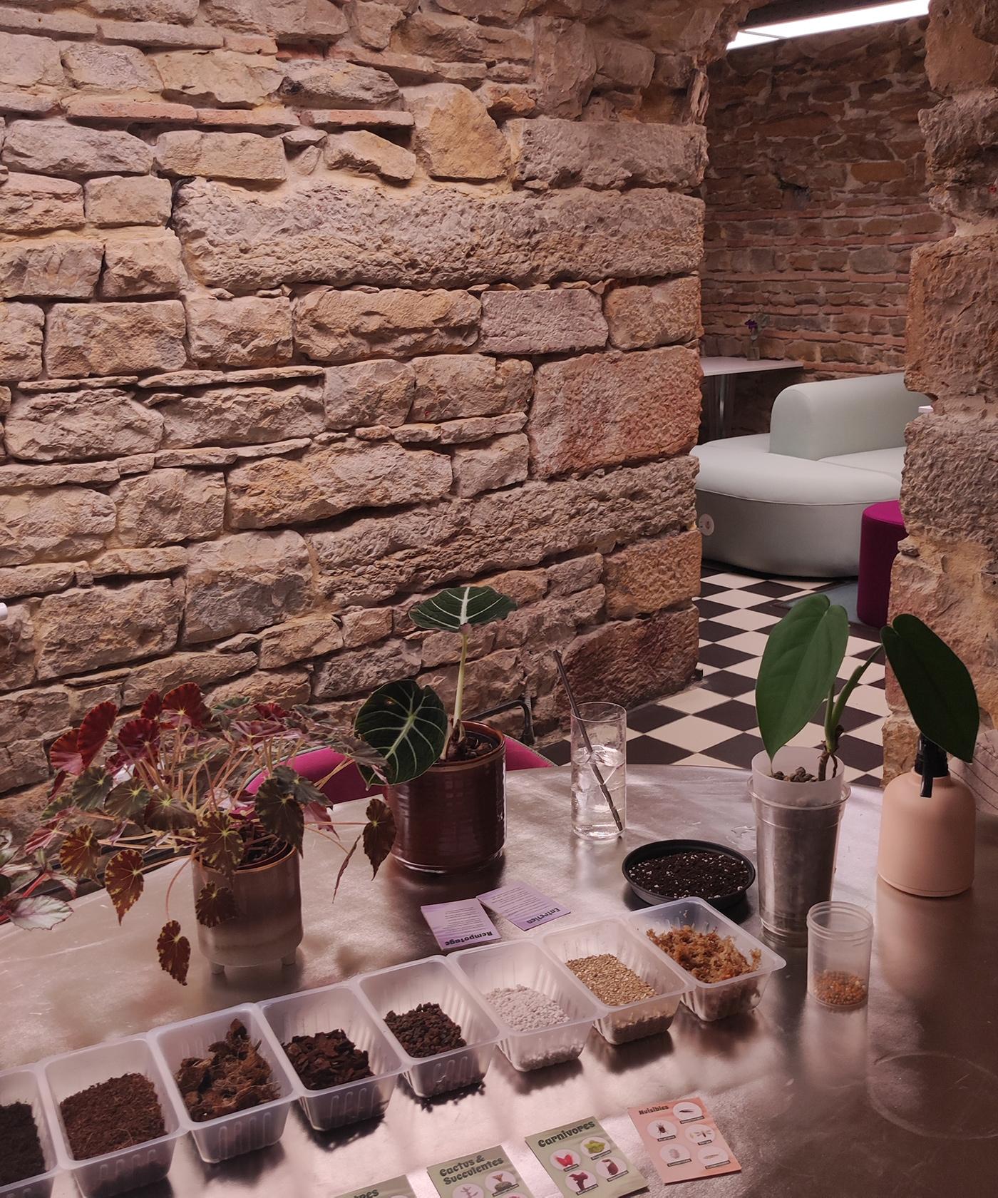 Plongez dans l'univers des plantes d'intérieur avec Nicolas - Image n°12 - Wecandoo