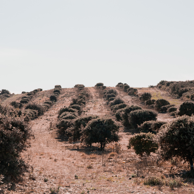 Partez à la recherche de truffes noires en duo avec Olivier - Image n°7 - Wecandoo