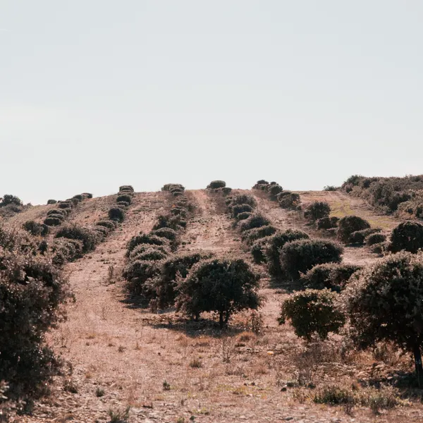 Partez à la recherche de truffes noires en duo avec Olivier - Image n°5 - Wecandoo