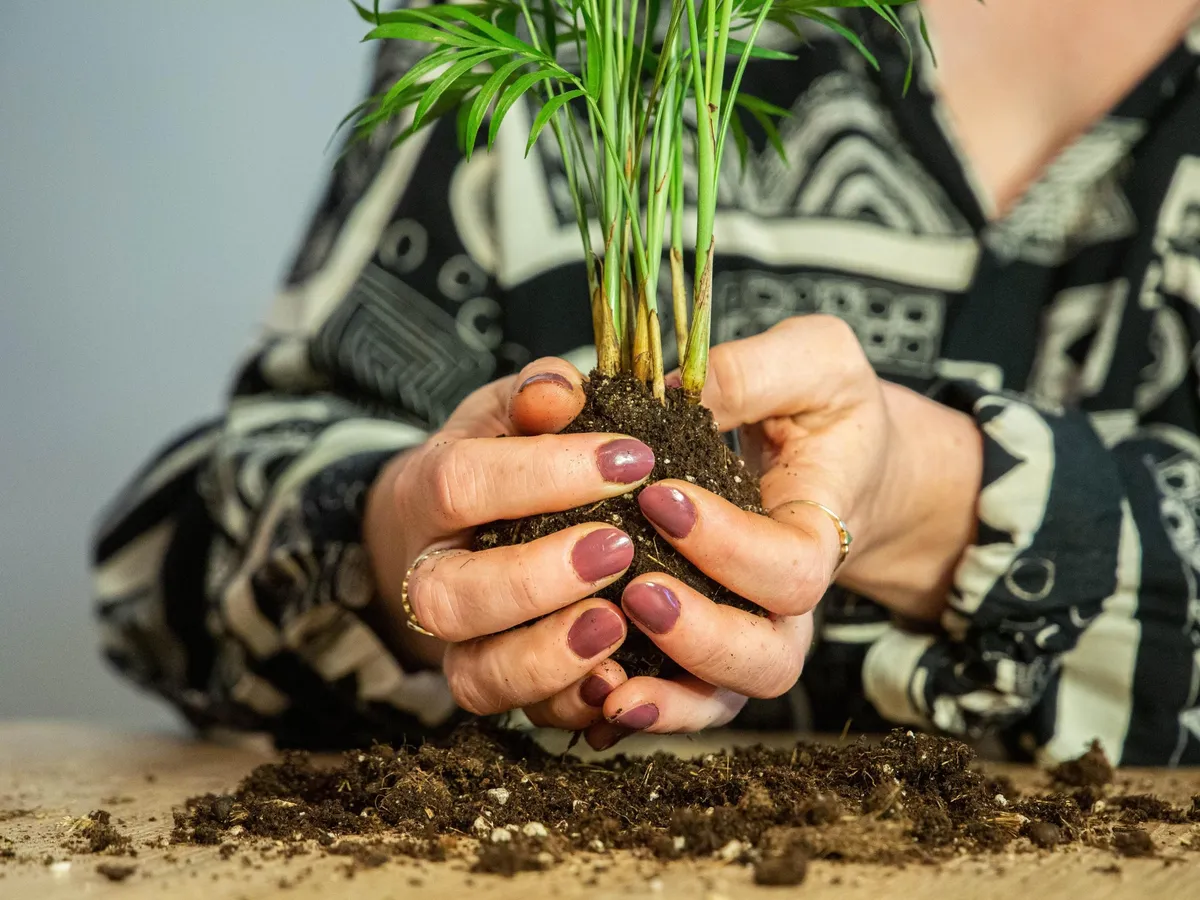 Créez votre kokédama