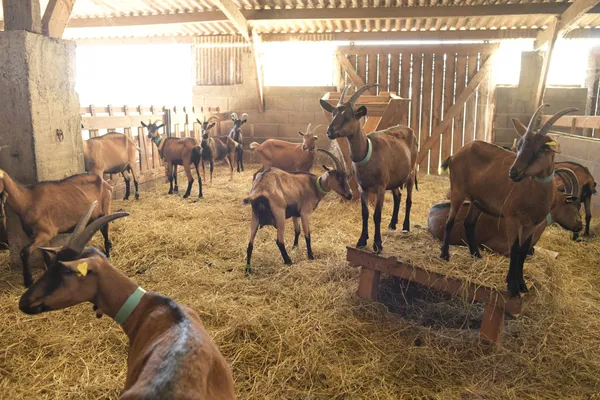 Visitez une chèvrerie et fabriquez votre fromage avec Manon - Image n°4 - Wecandoo