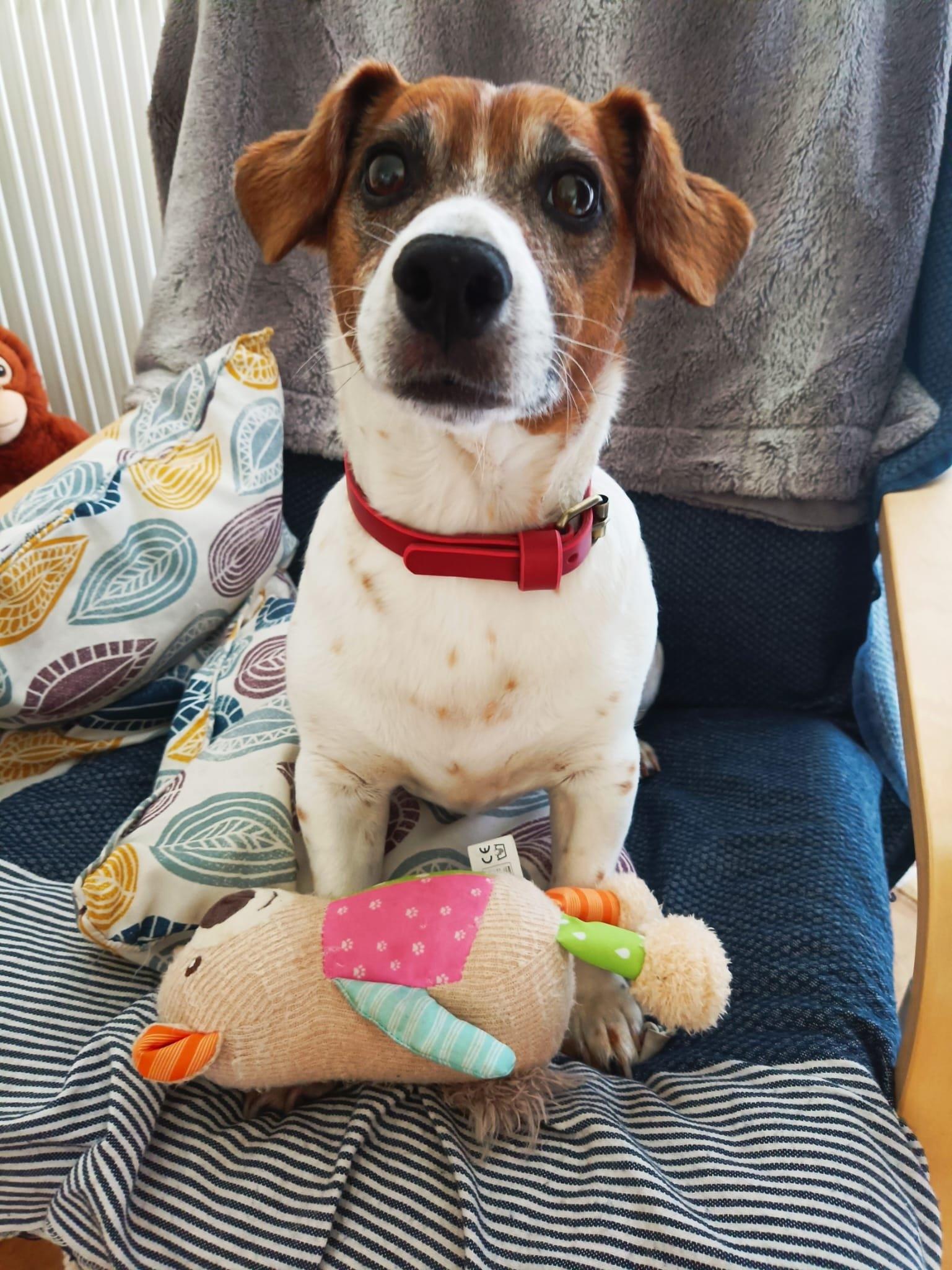 Réalisez le collier en cuir de votre animal - Image n°6 - Wecandoo