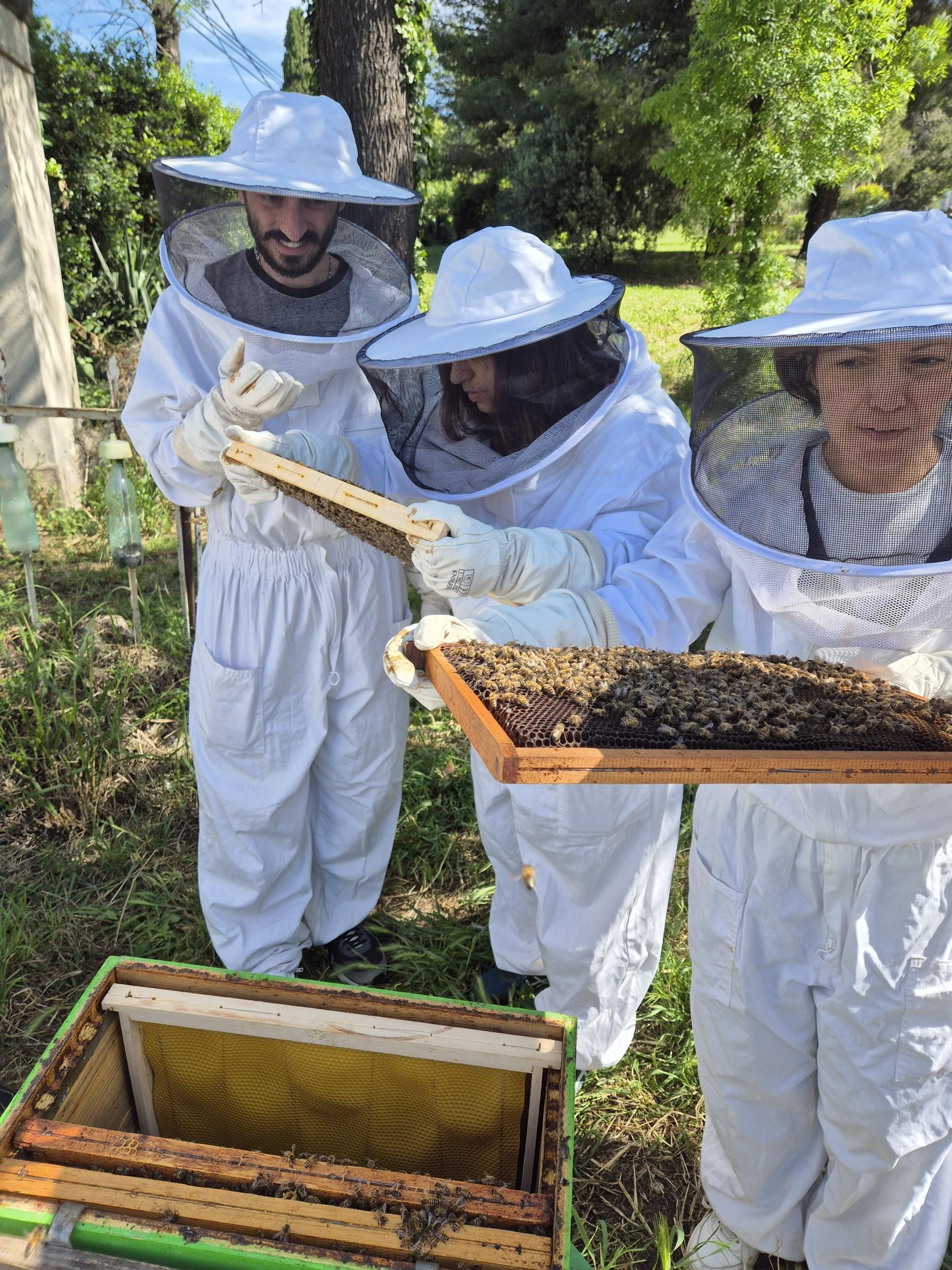 Initiez-vous à l'apiculture - Image n°6 - Wecandoo