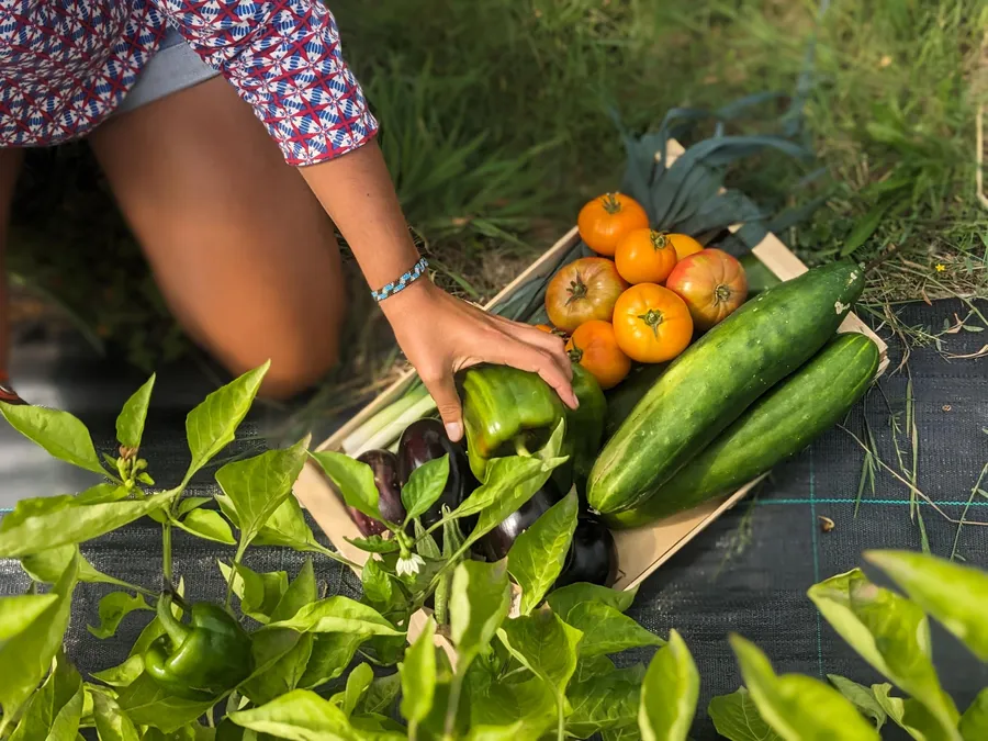 Découvrez le maraîchage avec Chloé et Delphine - Afbeelding nr. 1 - Wecandoo
