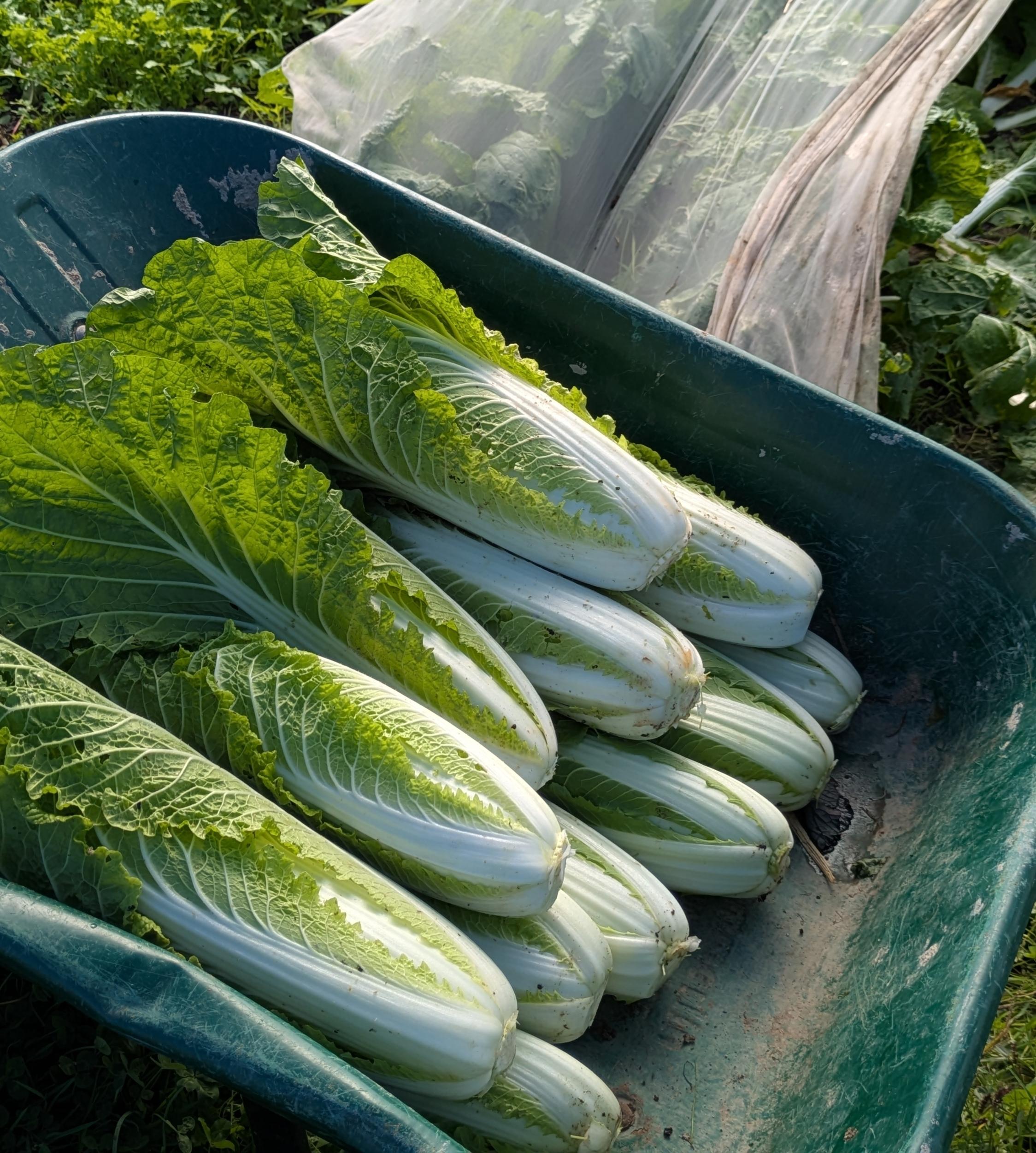 Découvrez le maraîchage avec Chloé et Delphine - Image n°6 - Wecandoo