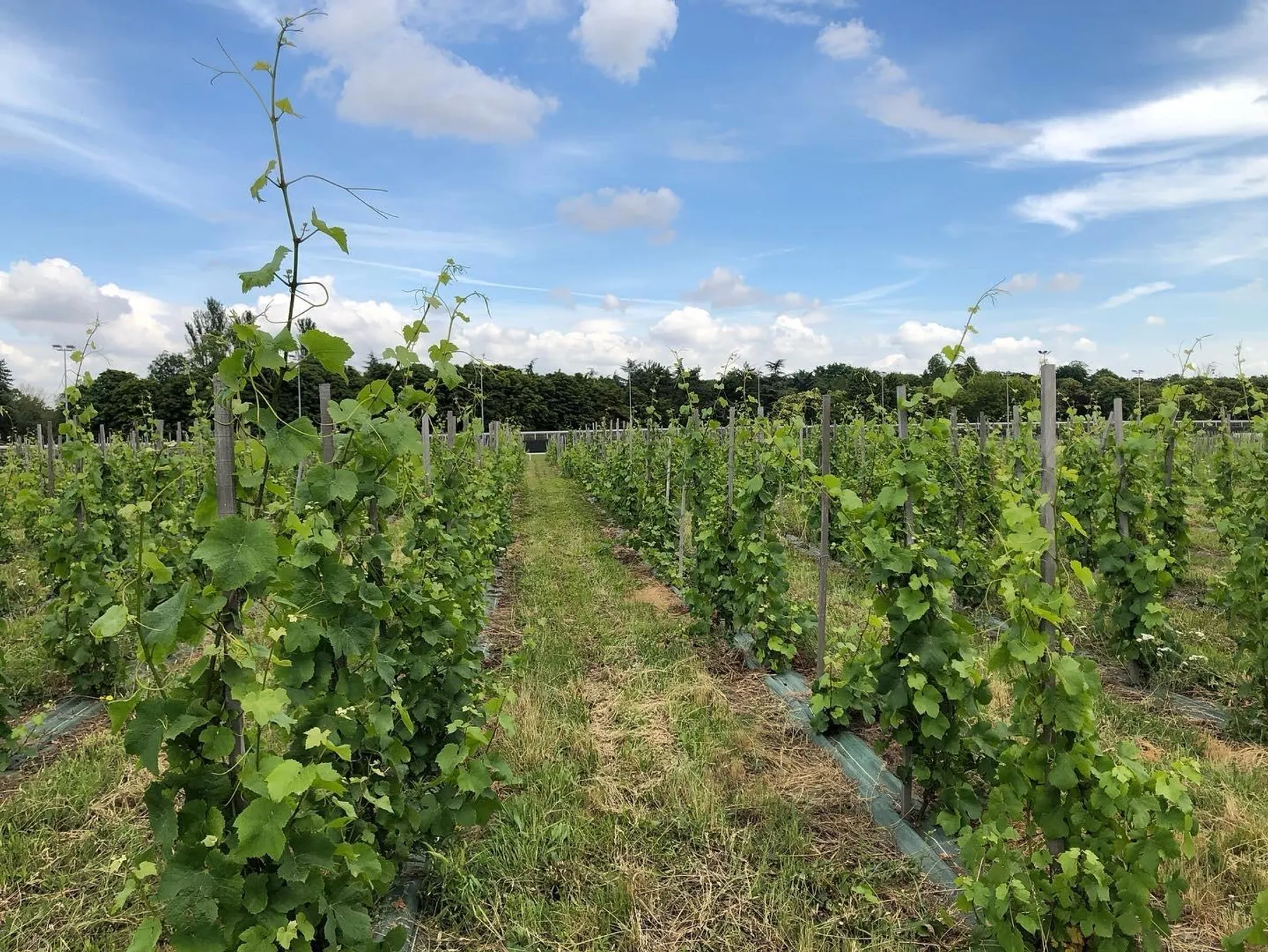 Initiez-vous à la viticulture dans un domaine viticole francilien - Afbeelding nr. 1 - Wecandoo