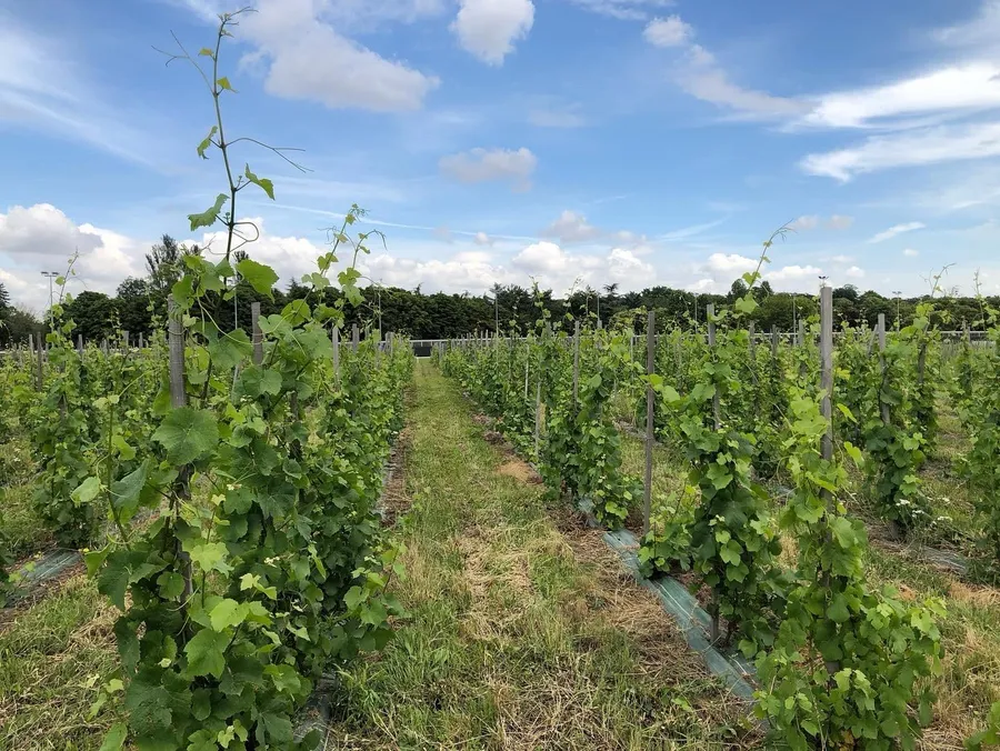 Initiez-vous à la viticulture dans un domaine viticole francilien - Image n°1 - Wecandoo