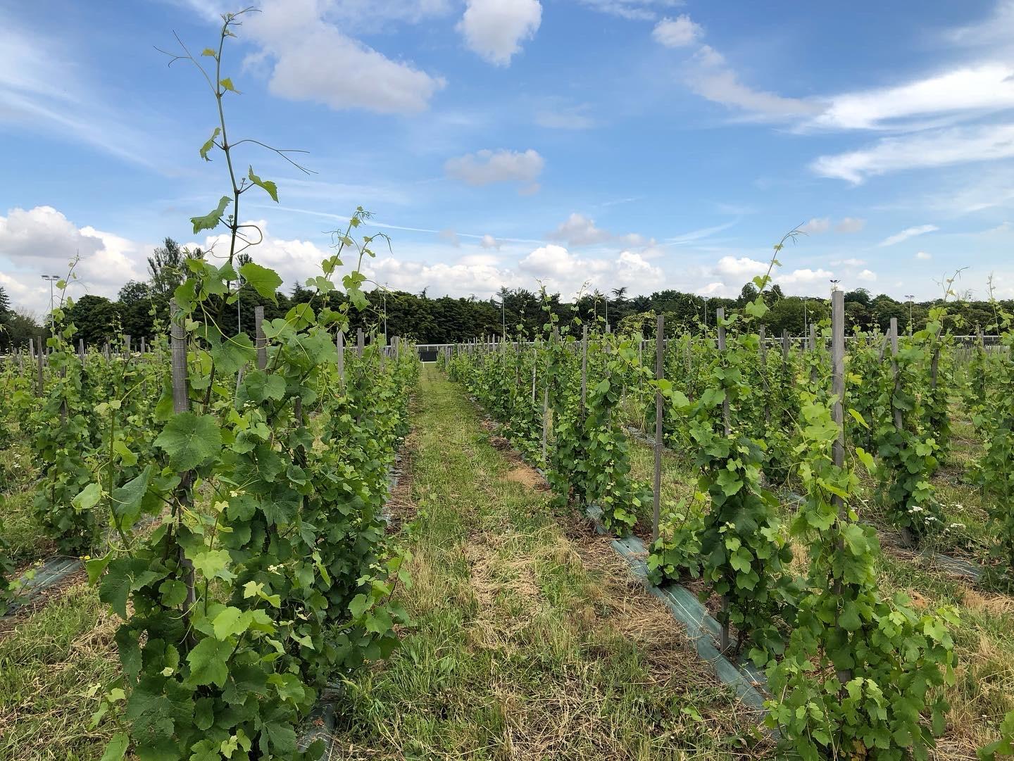 Initiez-vous à la viticulture dans un domaine