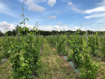 Initiez-vous à la viticulture dans un domaine