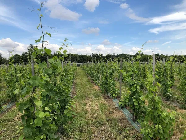 Initiez-vous à la viticulture dans un domaine