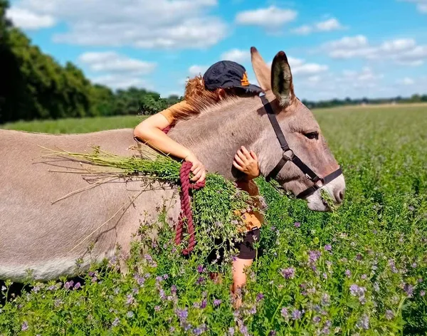 Sculptez votre création en bois lors d'une randonnée avec des ânes et avec Julien - Afbeelding nr. 2 - Wecandoo