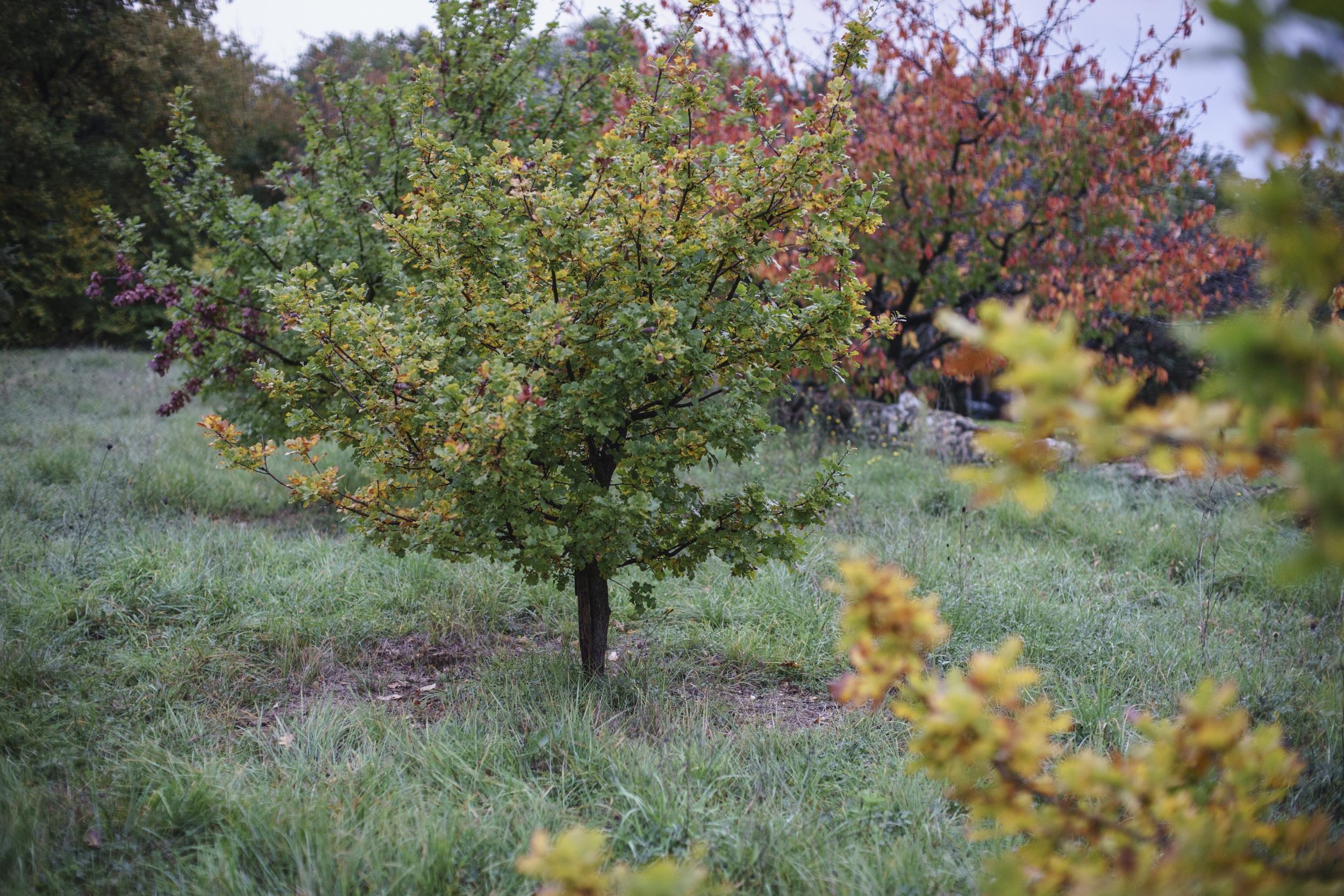 Visitez une truffière et dégustez des mets truffés - Image n°9 - Wecandoo