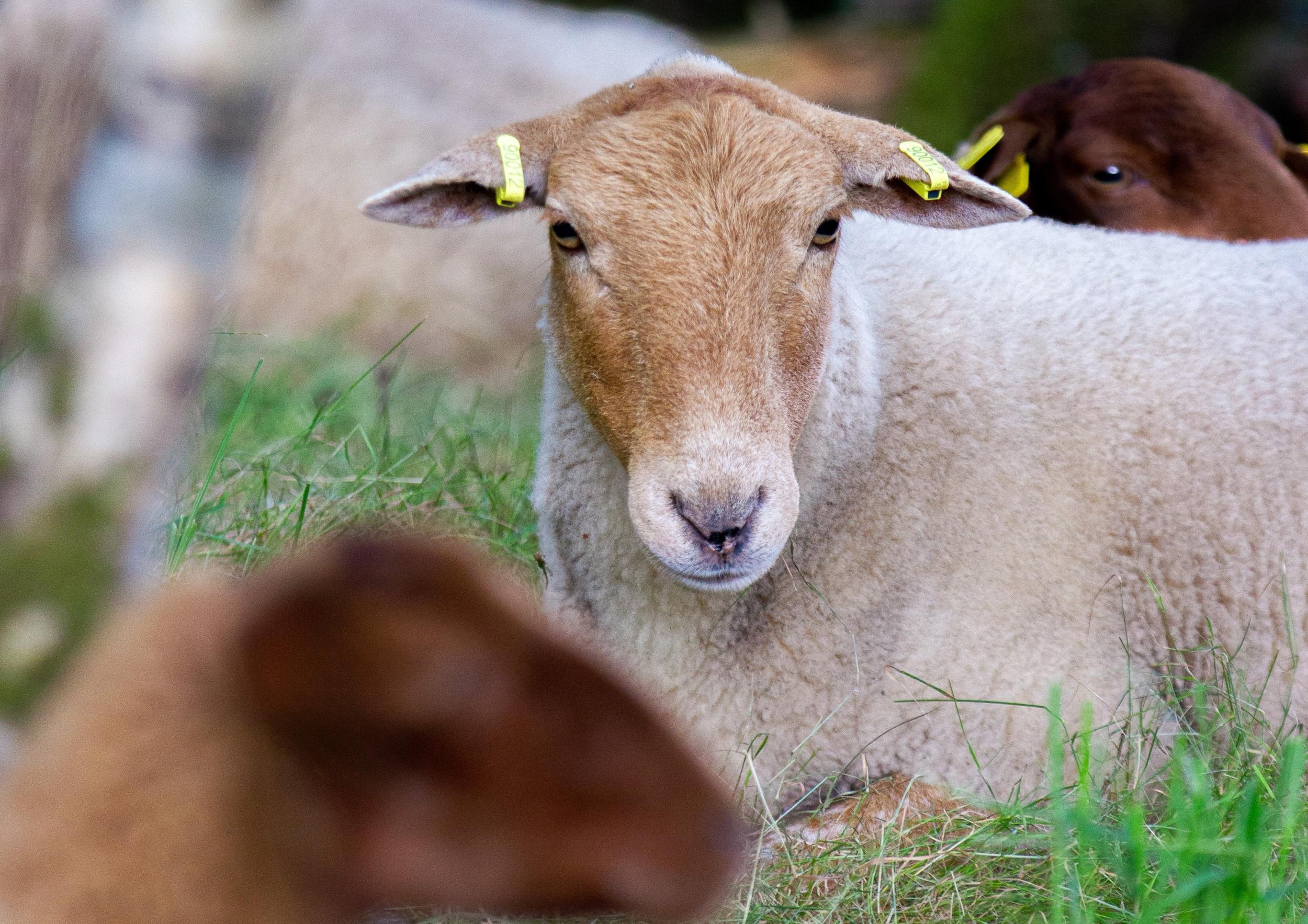 Visitez un élevage de brebis et réalisez vos créations en laine sur une journée avec Françoise - Image n°9 - Wecandoo