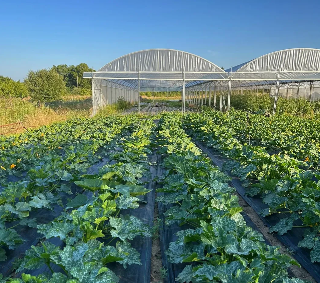 Découvrez le maraîchage avec Chloé et Delphine - Image n°7 - Wecandoo