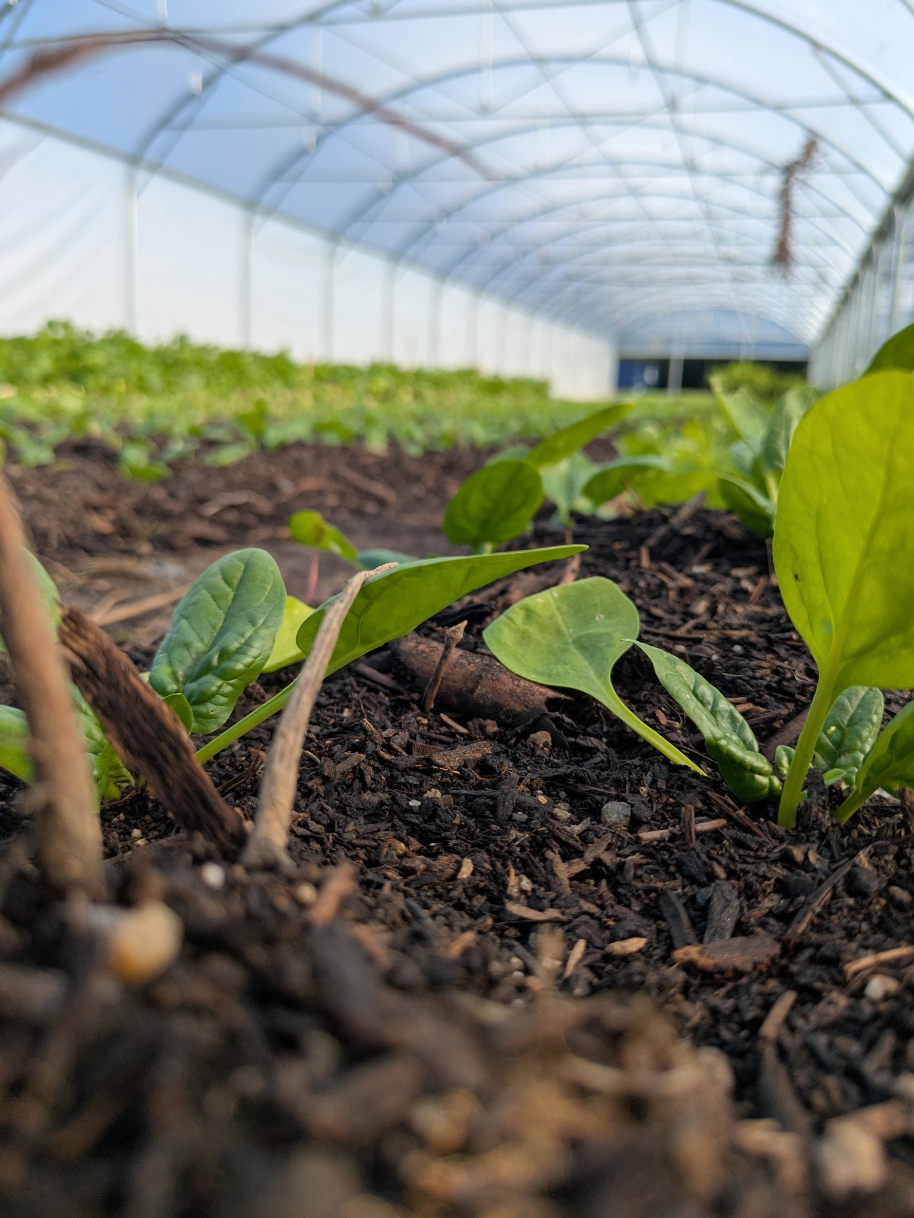 Cueillez et cuisinez les légumes de la ferme - Image n°7 - Wecandoo