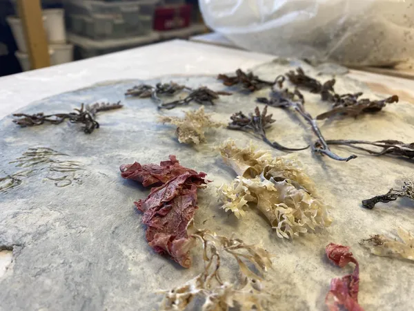 Réalisez votre tableau marin en porcelaine papier