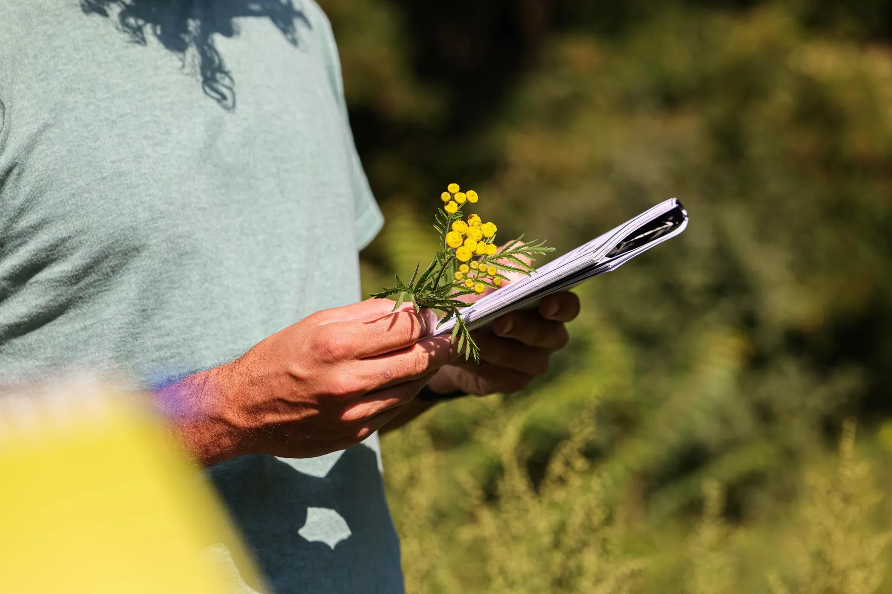 Découvrez les plantes sauvages le temps d'une balade dans le bois de Vincennes - Image n°1 - Wecandoo