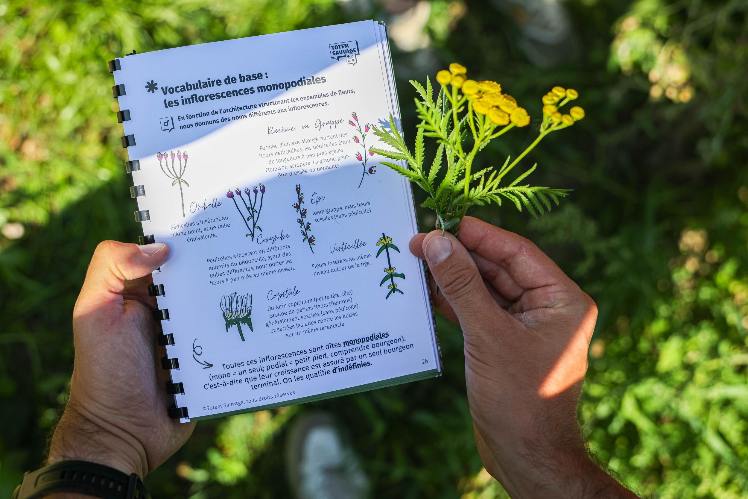 Découvrez les plantes sauvages le temps d'une balade dans le bois de Vincennes - Image n°10 - Wecandoo