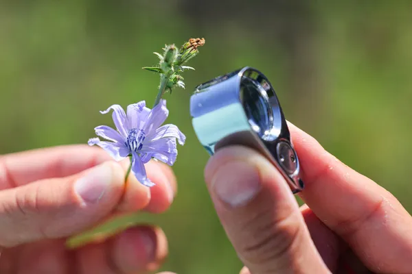 Découvrez les plantes sauvages le temps d'une balade dans le bois de Vincennes - Image n°4 - Wecandoo