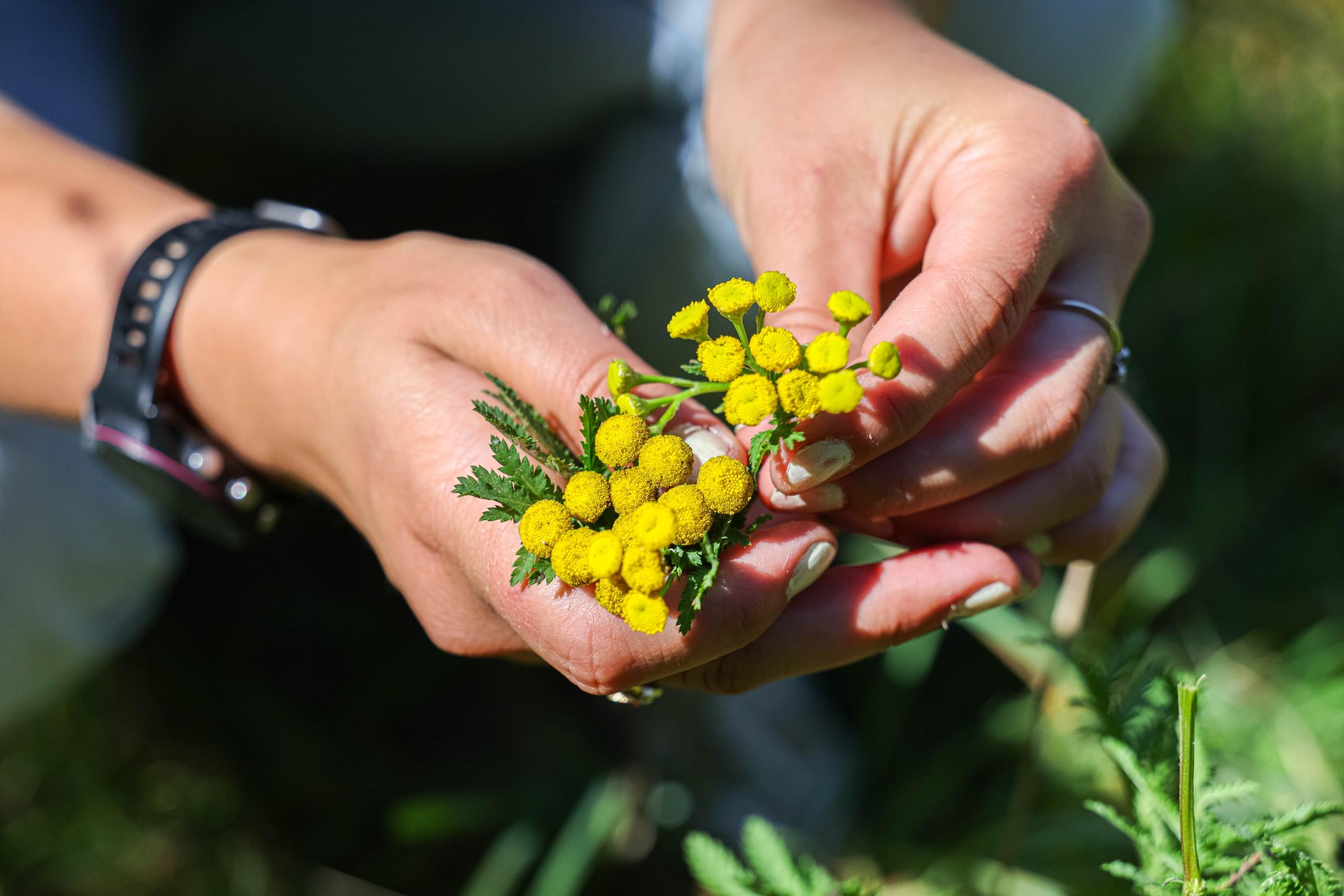 Découvrez les plantes sauvages comestibles le temps d'une balade dans le parc de Saint-Cloud - Image n°8 - Wecandoo