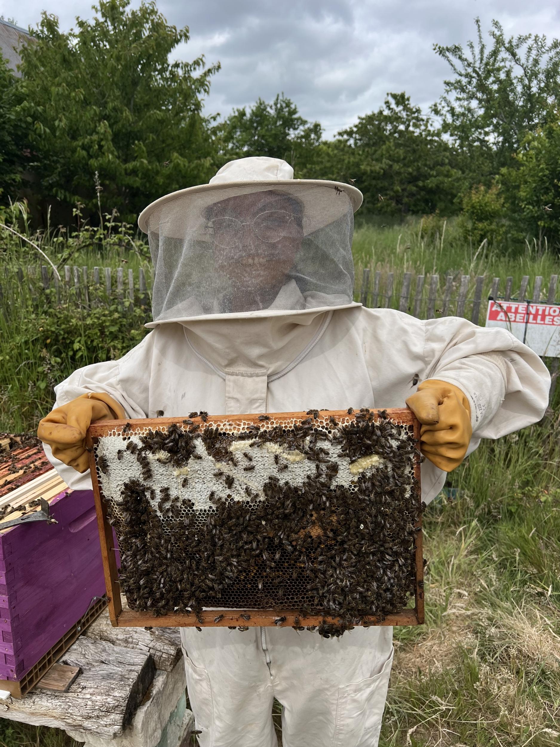 Initiez-vous à l'apiculture - Image n°10 - Wecandoo