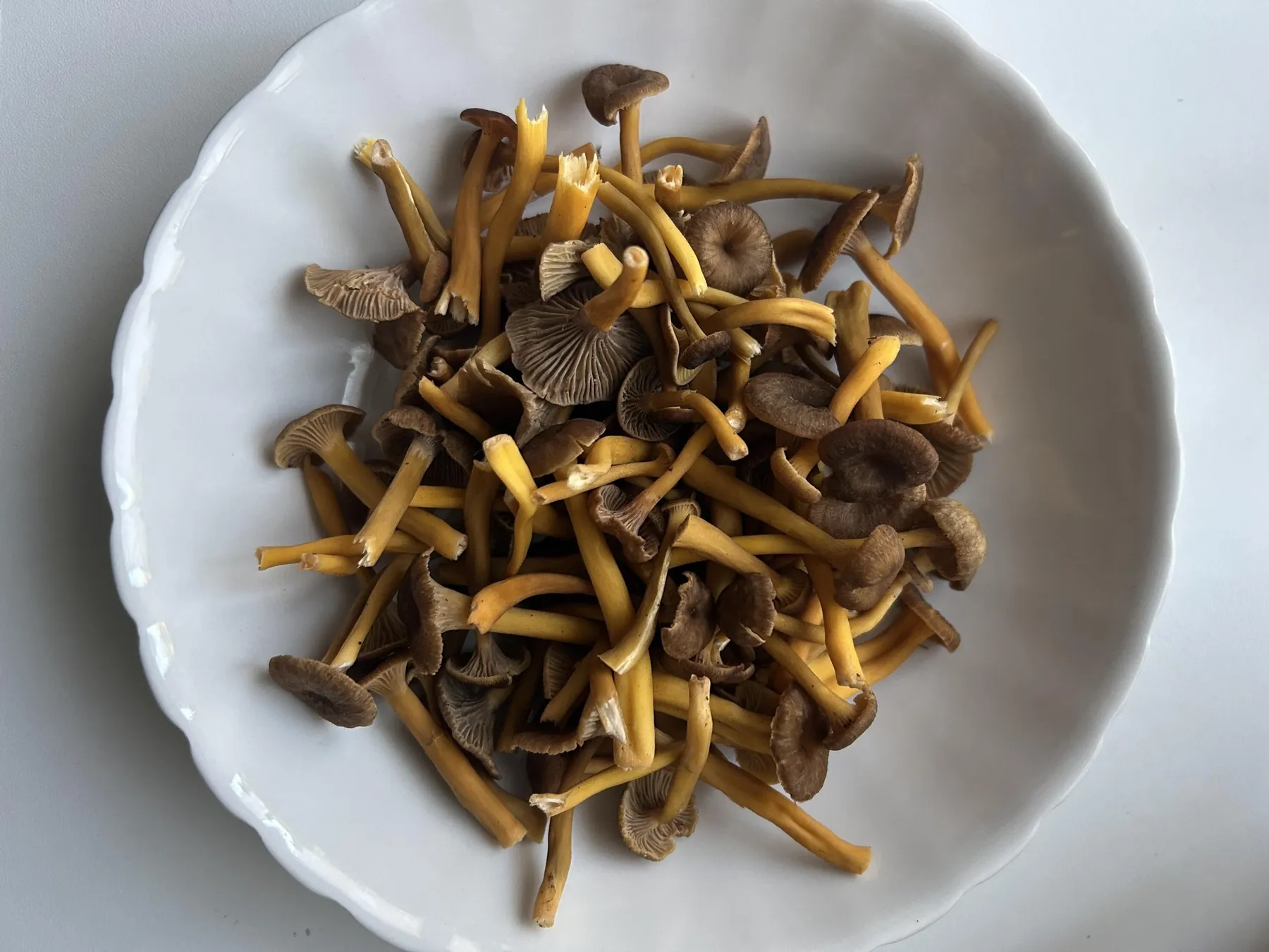 Découvrez et cuisinez des champignons sauvages sur une journée avec Milena et Anna - Image n°2 - Wecandoo