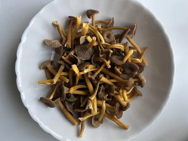 Découvrez et cuisinez des champignons sauvages sur une journée avec Milena et Anna - Image n°2 - Wecandoo