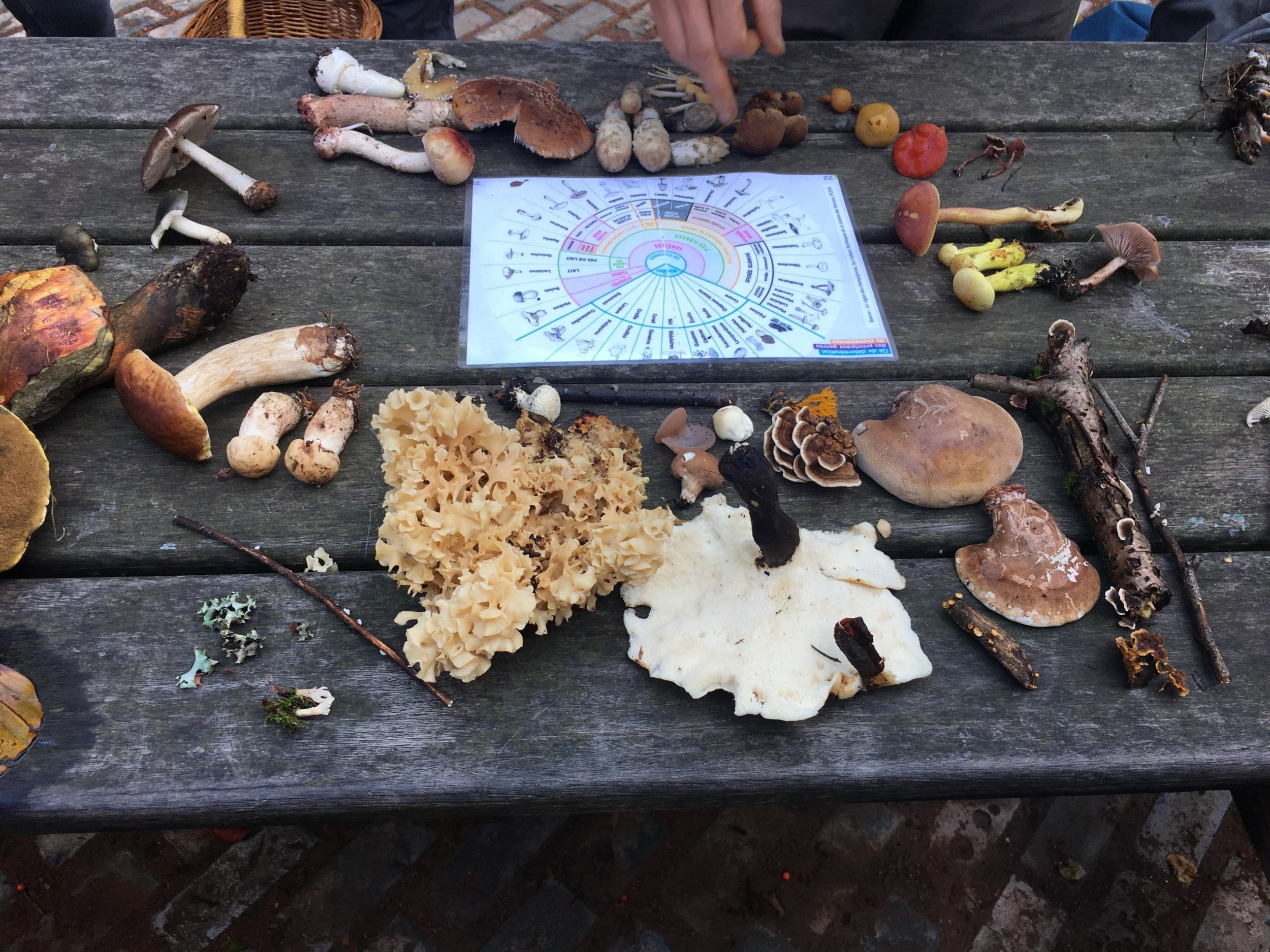 Découvrez et cuisinez des champignons sauvages sur une journée avec Milena et Anna - Image n°7 - Wecandoo