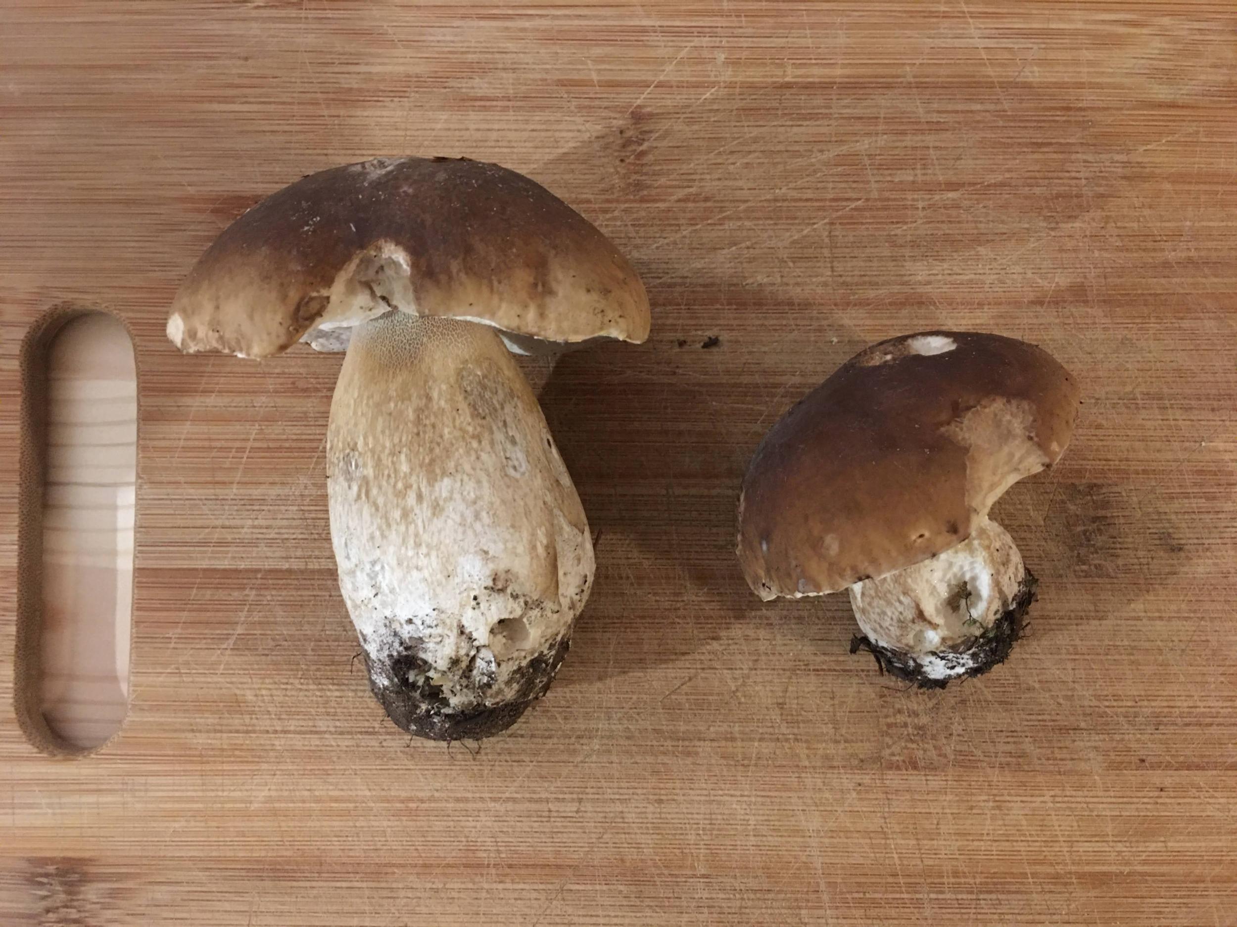 Découvrez et cuisinez des champignons sauvages sur une journée avec Milena et Anna - Image n°2 - Wecandoo