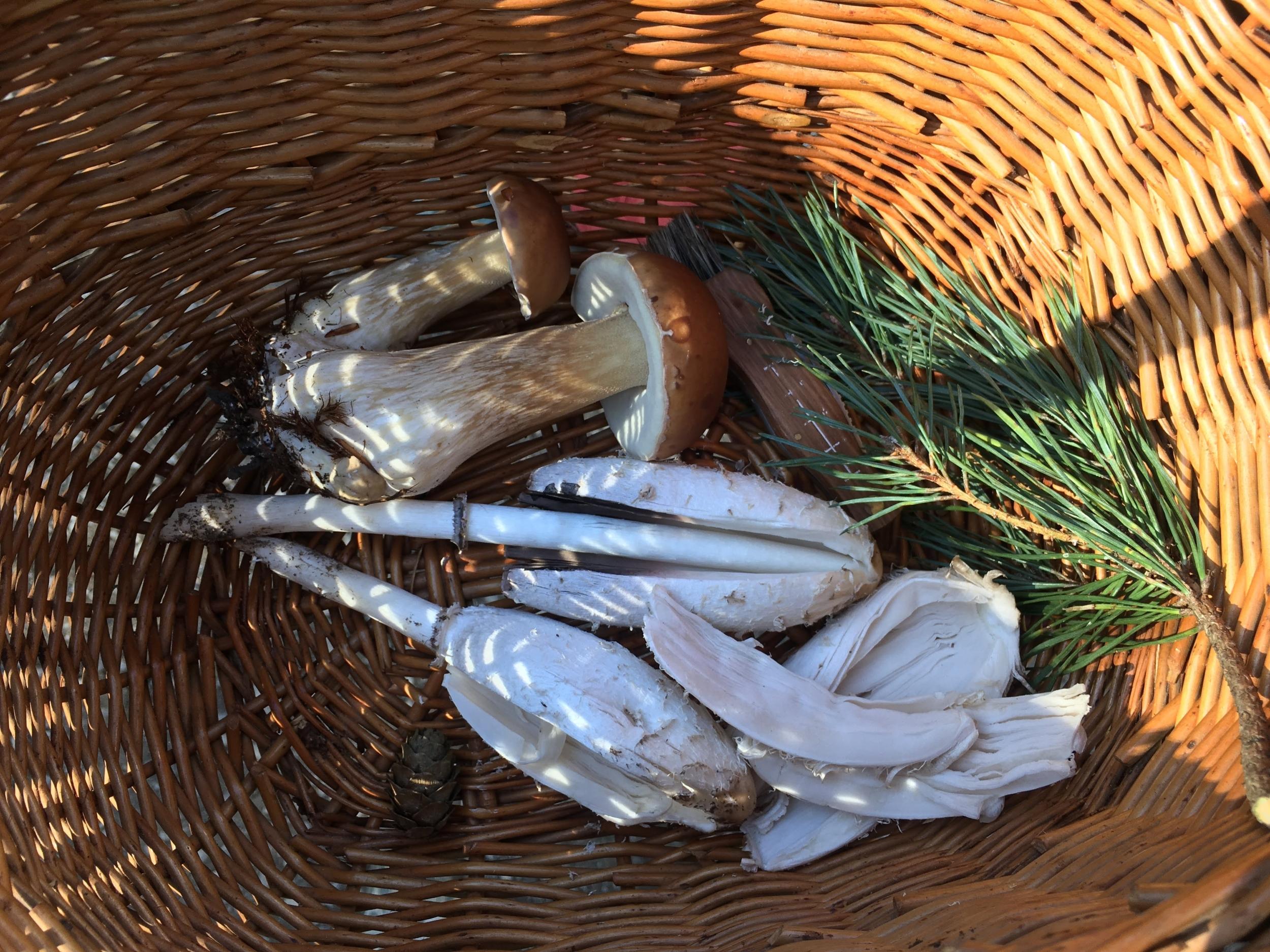 Découvrez et cuisinez des champignons sauvages sur une journée avec Milena et Anna - Image n°8 - Wecandoo