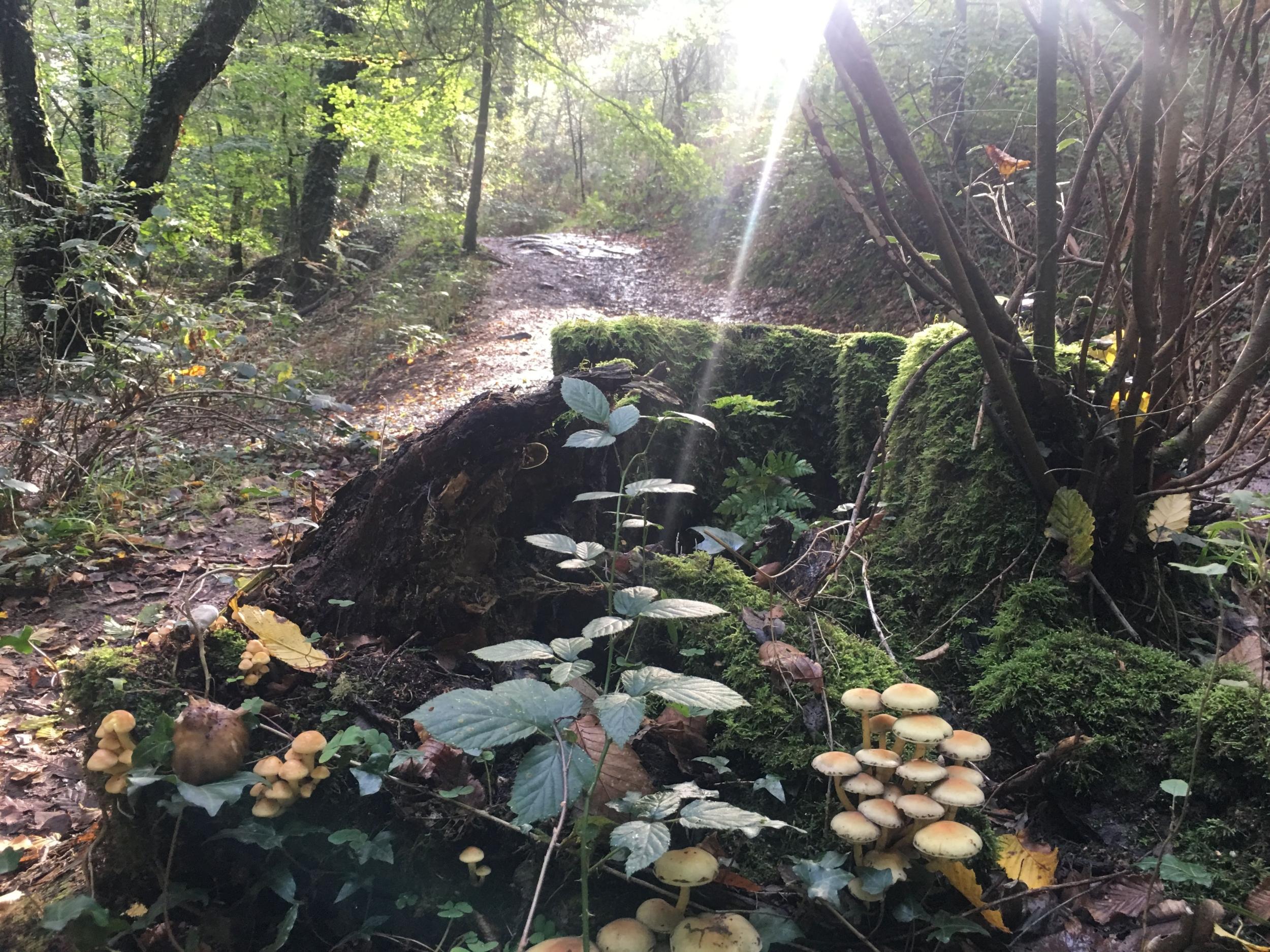Découvrez et cuisinez des champignons sauvages sur une journée avec Milena et Anna - Image n°10 - Wecandoo