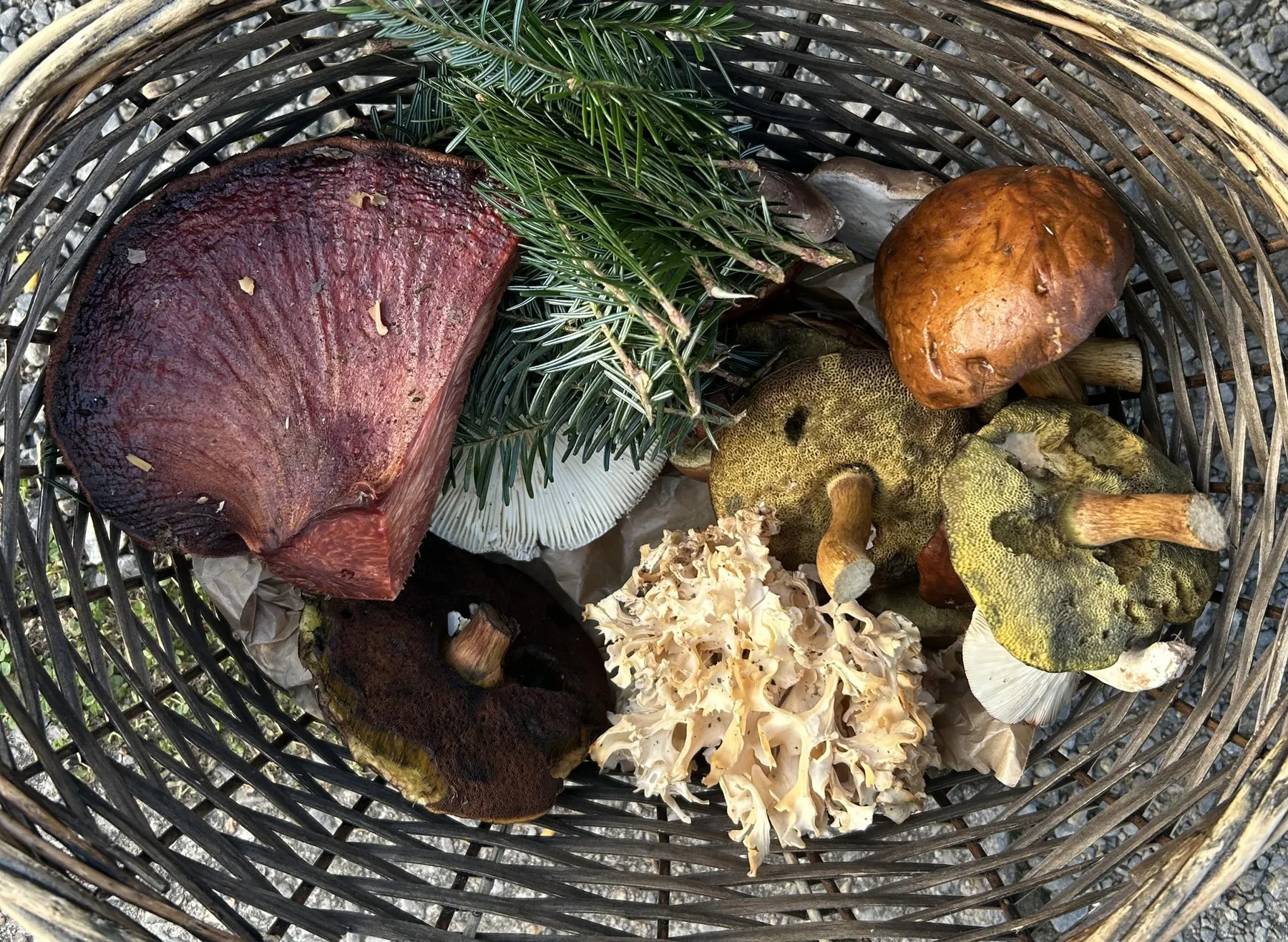 Découvrez et cuisinez des champignons sauvages sur une journée avec Milena et Anna - Image n°1 - Wecandoo