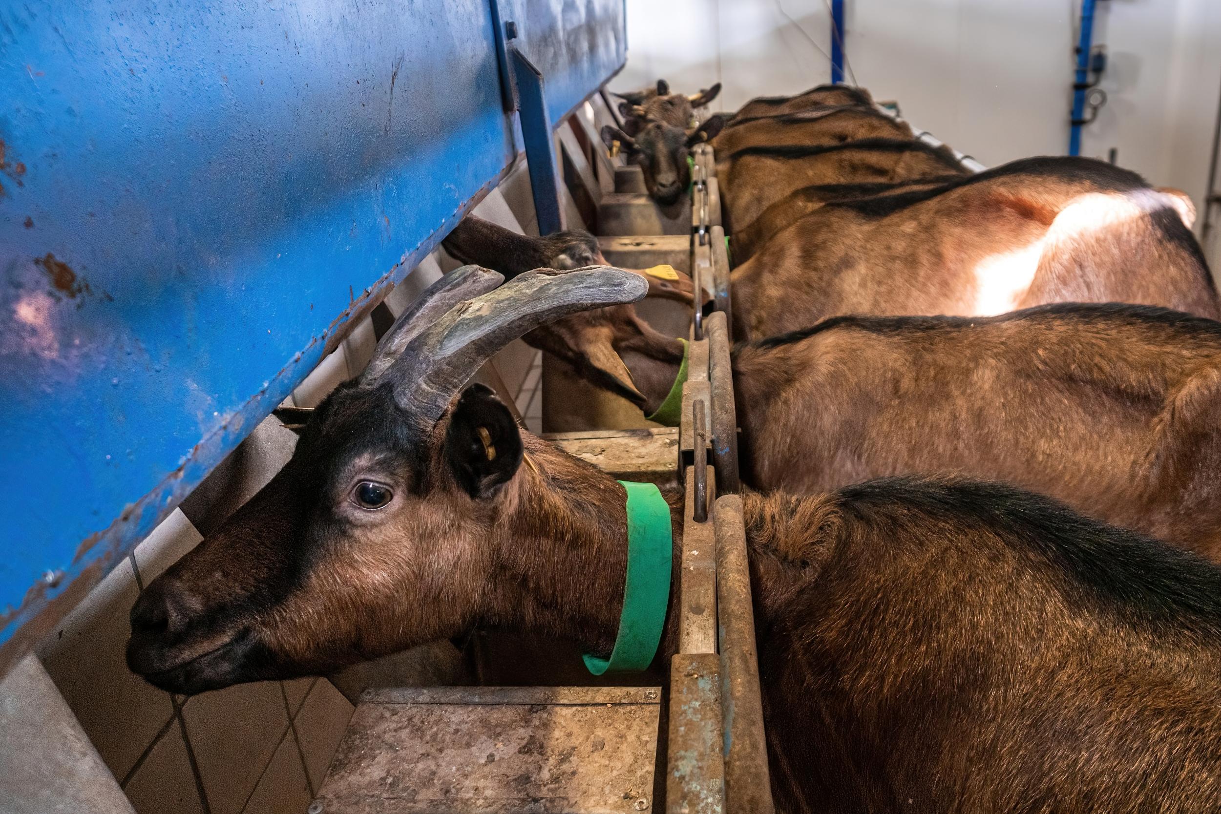 Partez à la découverte d’une ferme caprine avec Tifaine - Image n°4 - Wecandoo