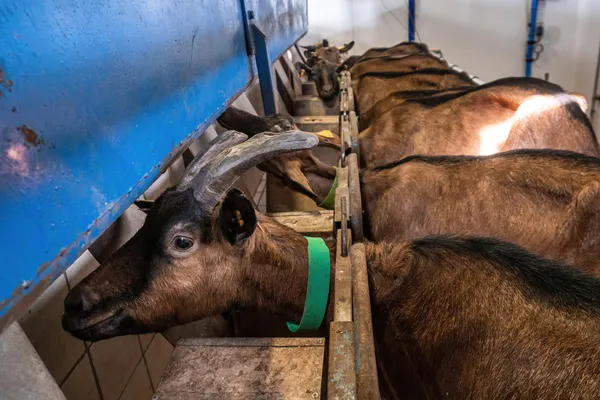 Partez à la découverte d’une ferme caprine avec Tifaine - Image n°4 - Wecandoo