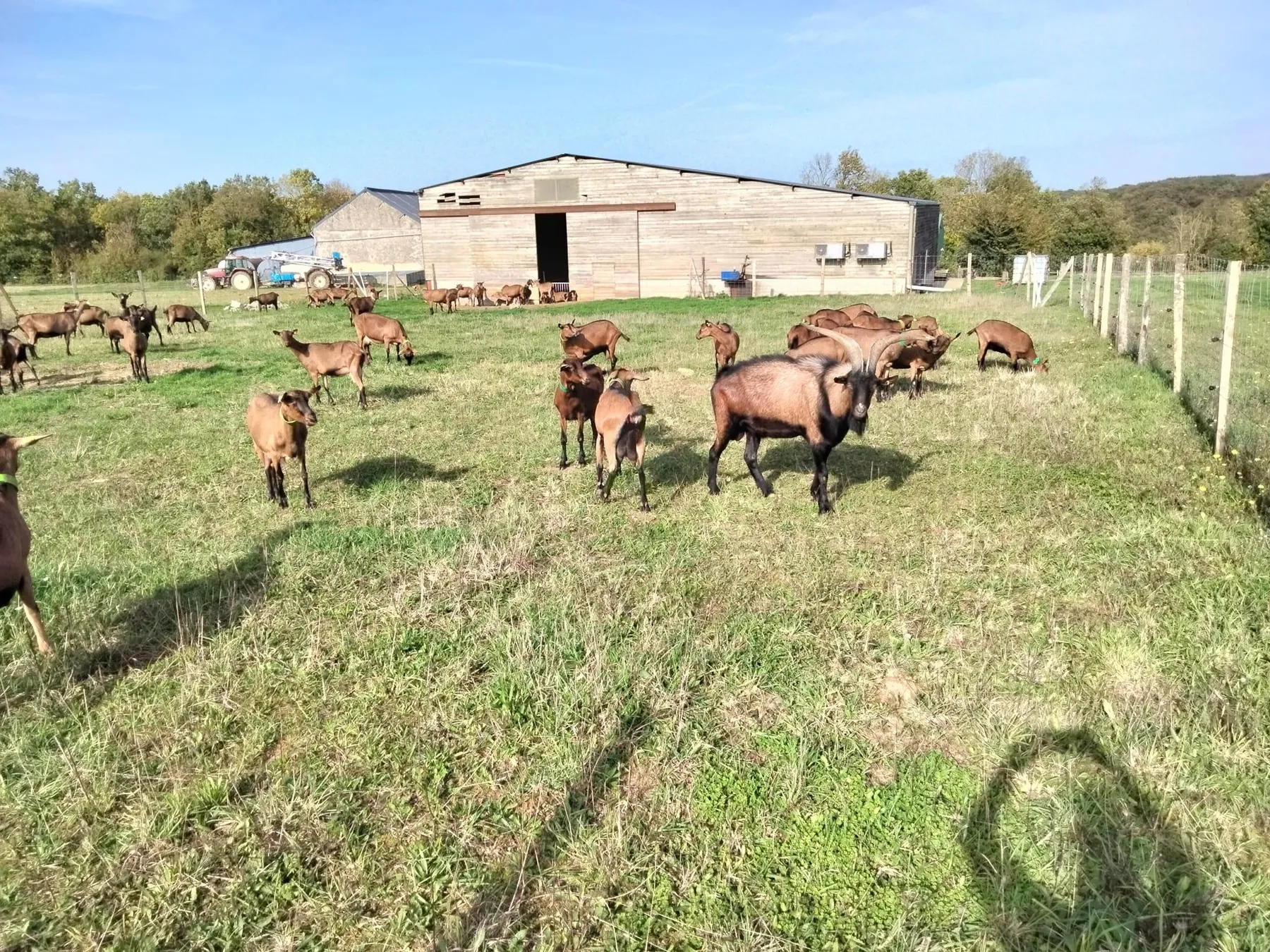 Partez à la découverte d’une ferme caprine avec Tifaine - Image n°3 - Wecandoo