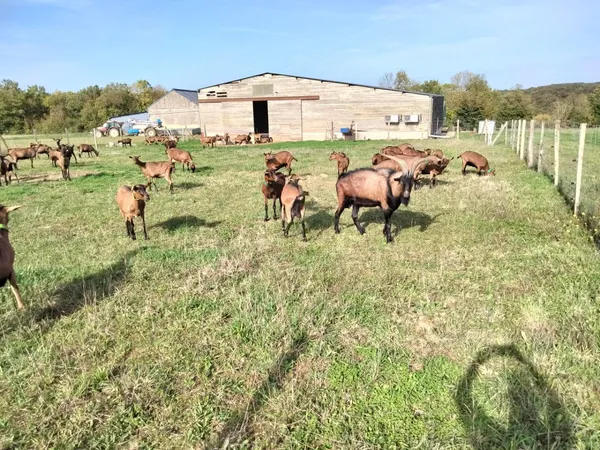 Partez à la découverte d’une ferme caprine avec Tifaine - Image n°3 - Wecandoo