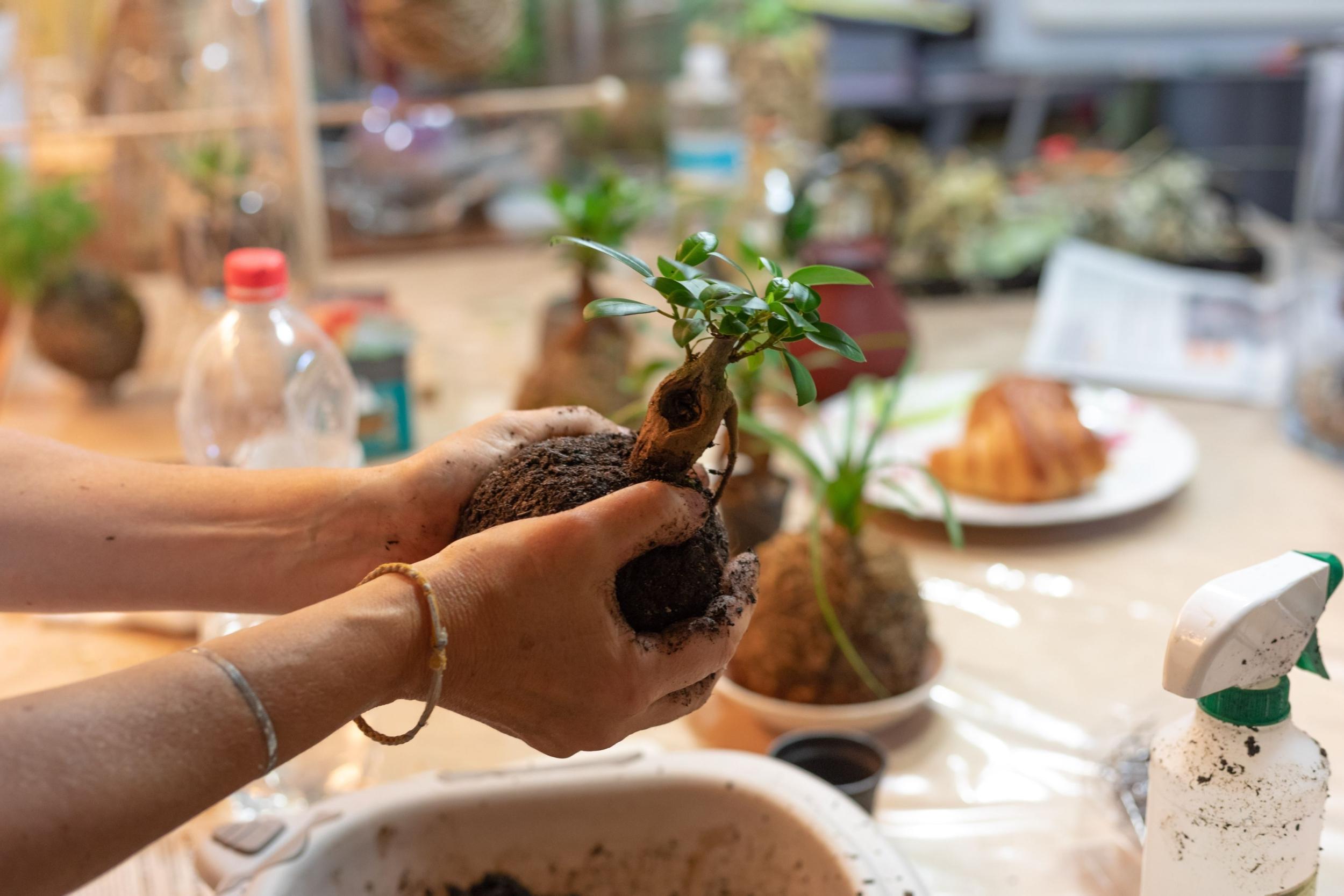 Créez votre kokedama avec Martine - Image n°5 - Wecandoo