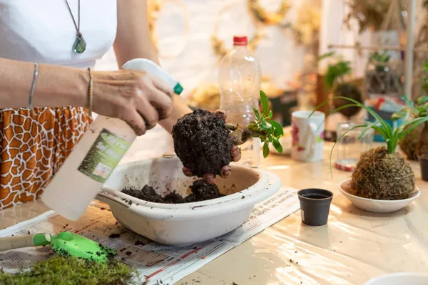 Créez votre kokedama - Image n°4 - Wecandoo