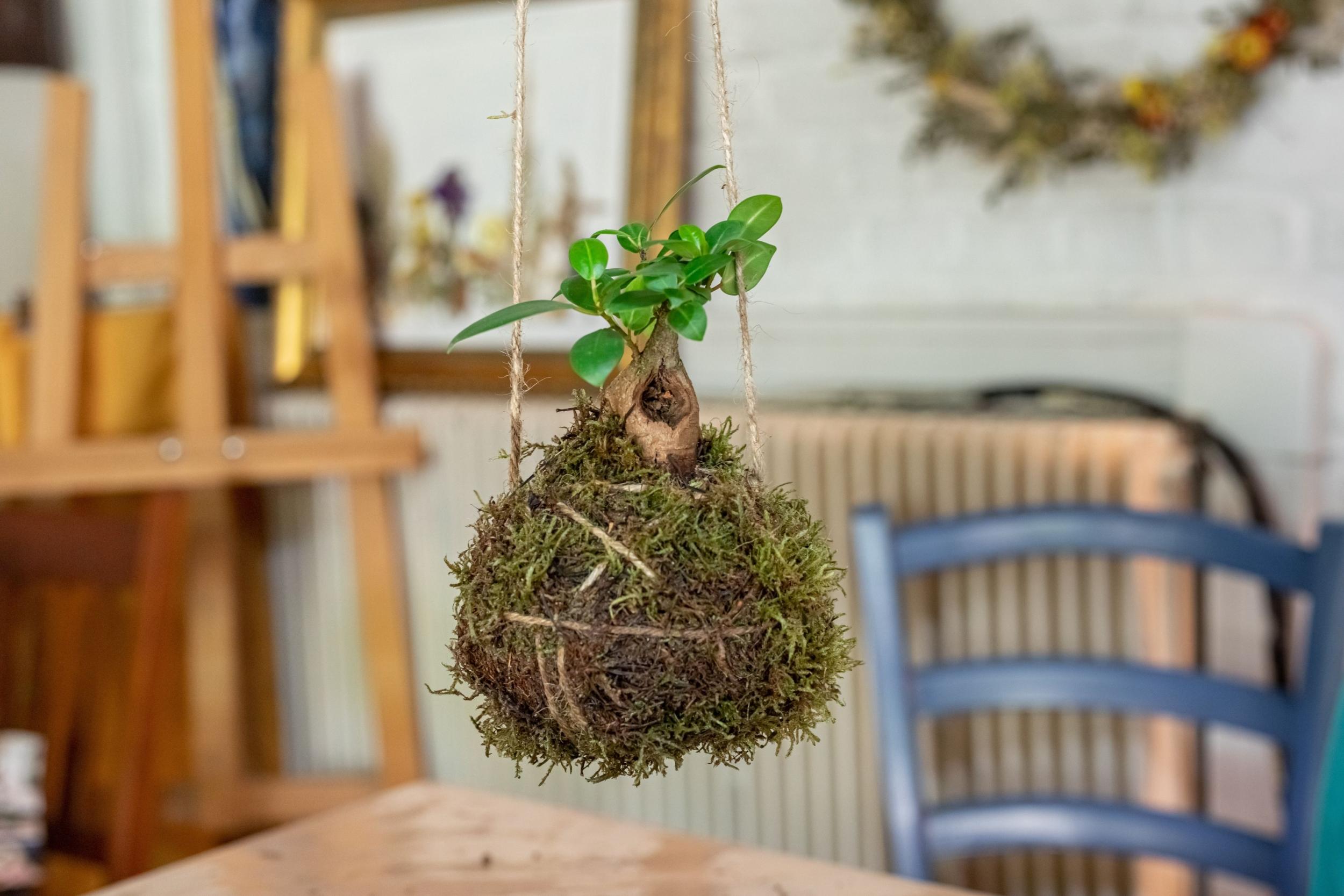 Créez votre kokedama