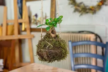 Créez votre kokedama