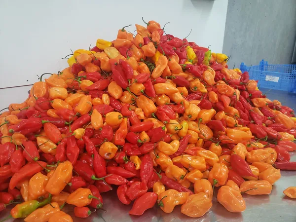 Réalisez vos sauces piquantes et condiments fermentés avec Ghita - Image n°3 - Wecandoo