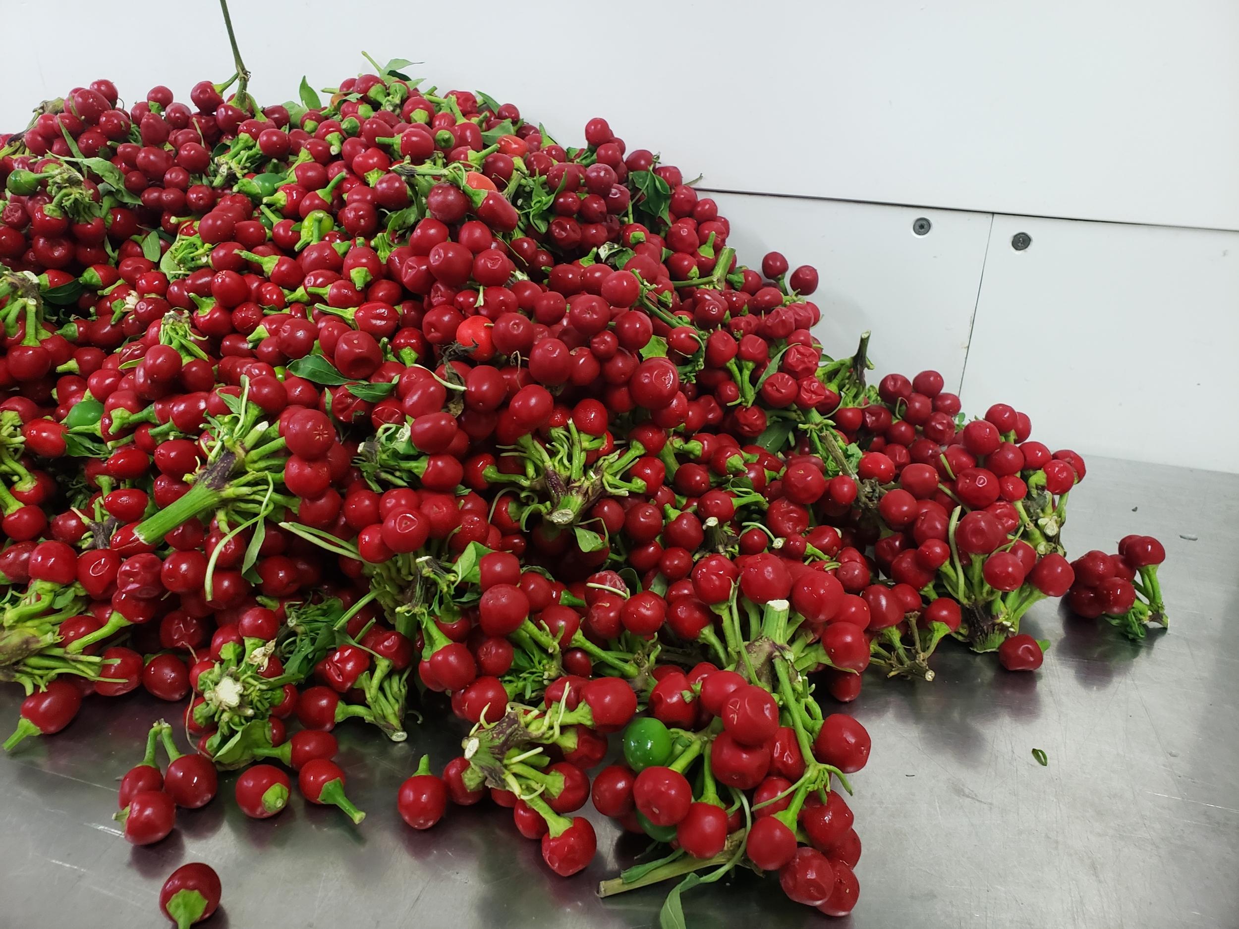 Réalisez vos sauces piquantes et condiments fermentés avec Ghita - Image n°8 - Wecandoo