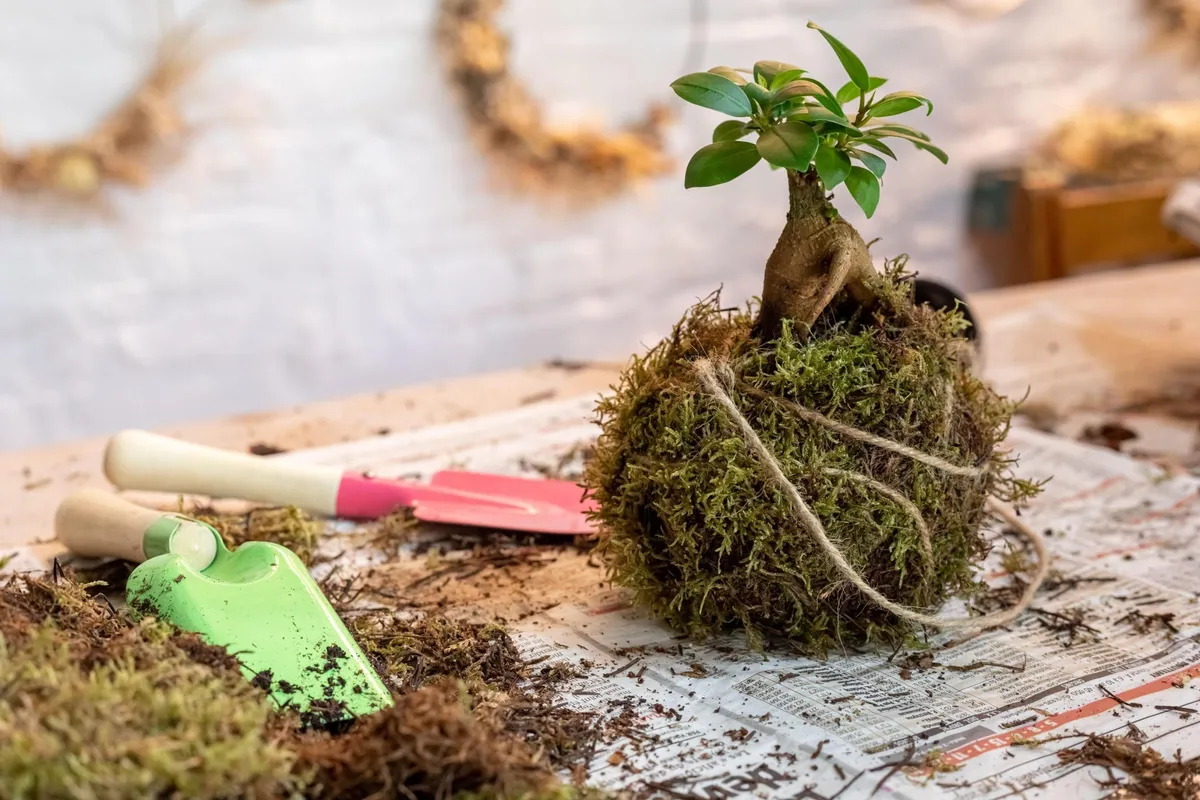 Réalisez vos deux kokédamas en duo avec votre enfant