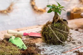 Réalisez vos deux kokédamas en duo avec votre enfant